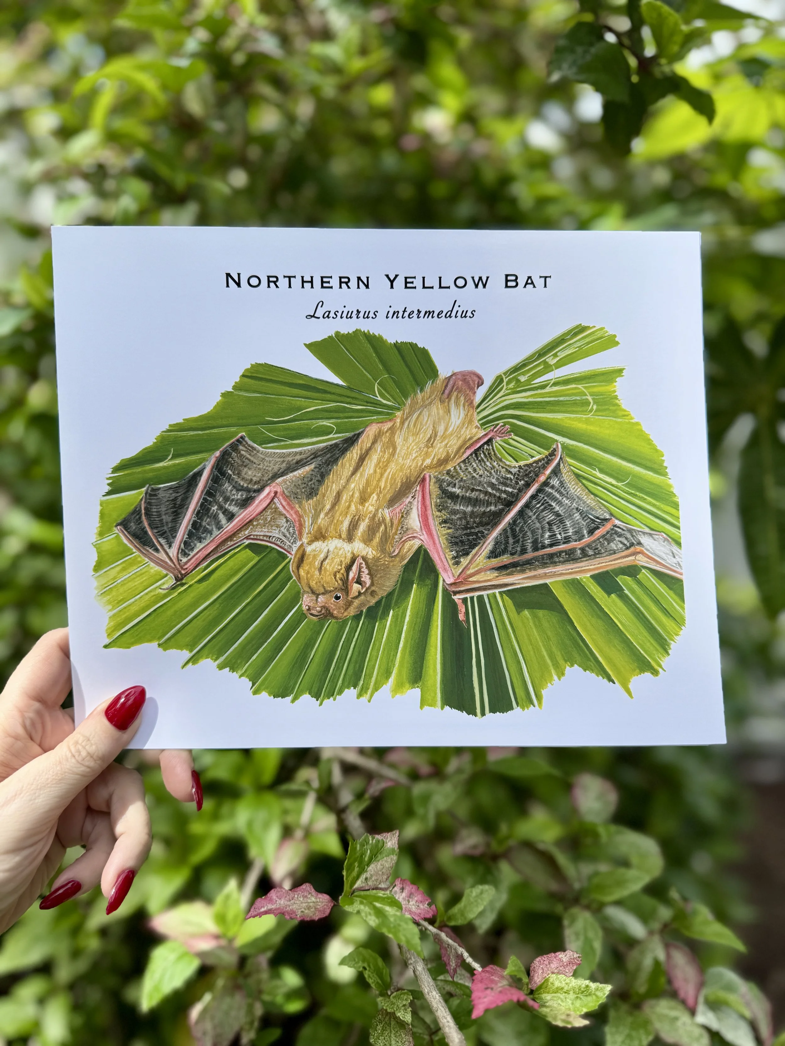 Northern Yellow Bat Art Print