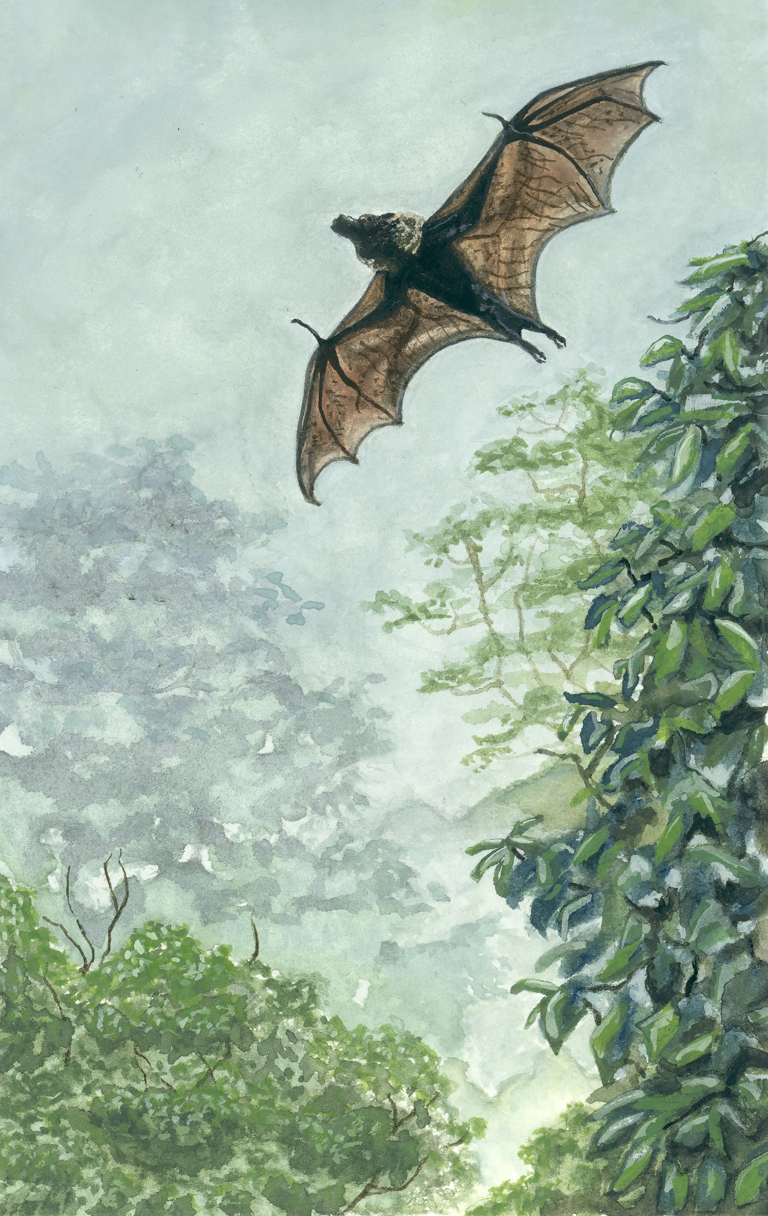 'Flying Fox Bat', 4x6", Gouache on Hot Press Paper
