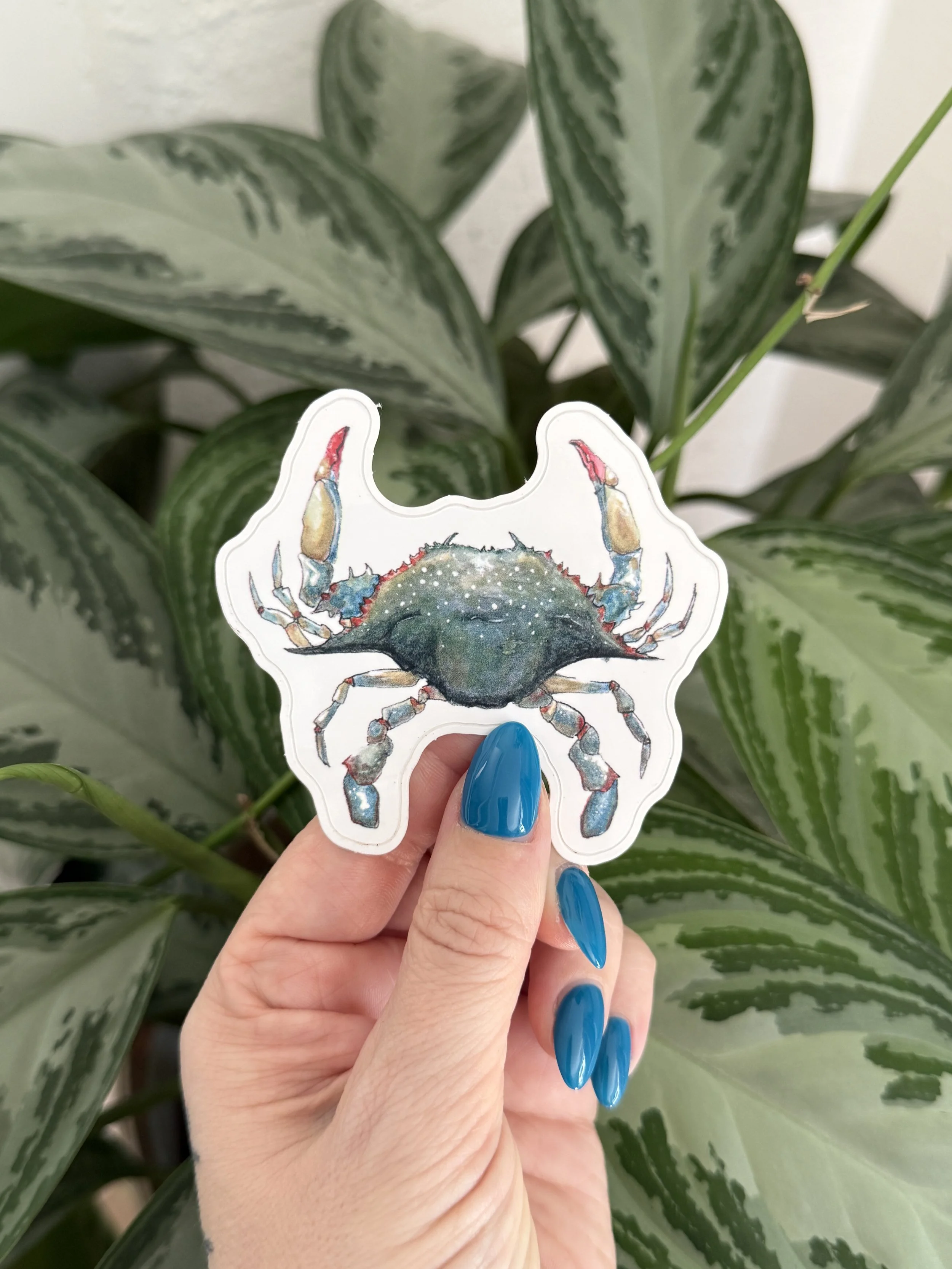 Blue Crab Sticker