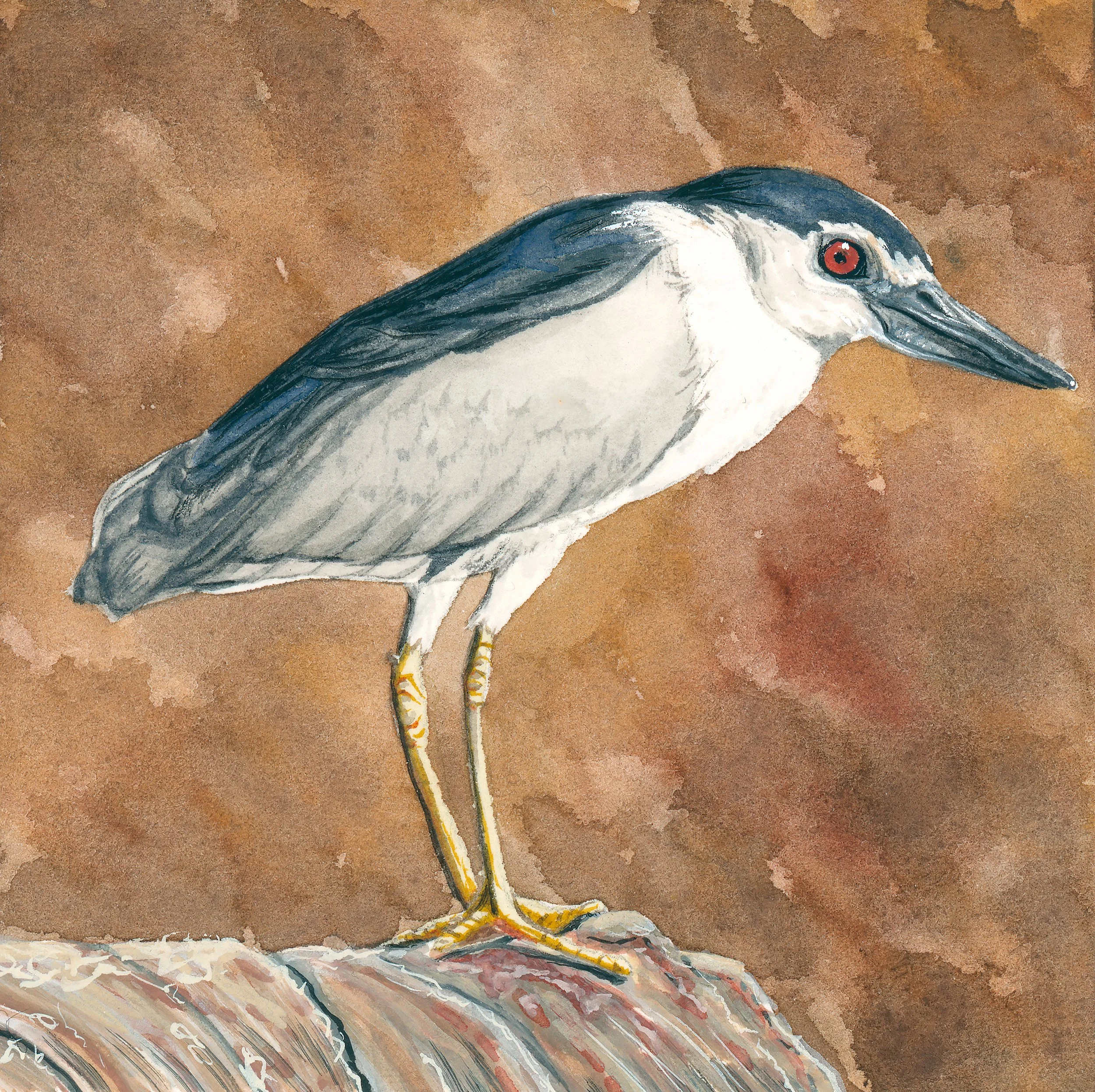 'Black Crowned Night Heron', 3x3", Watercolor on Hot Press Paper