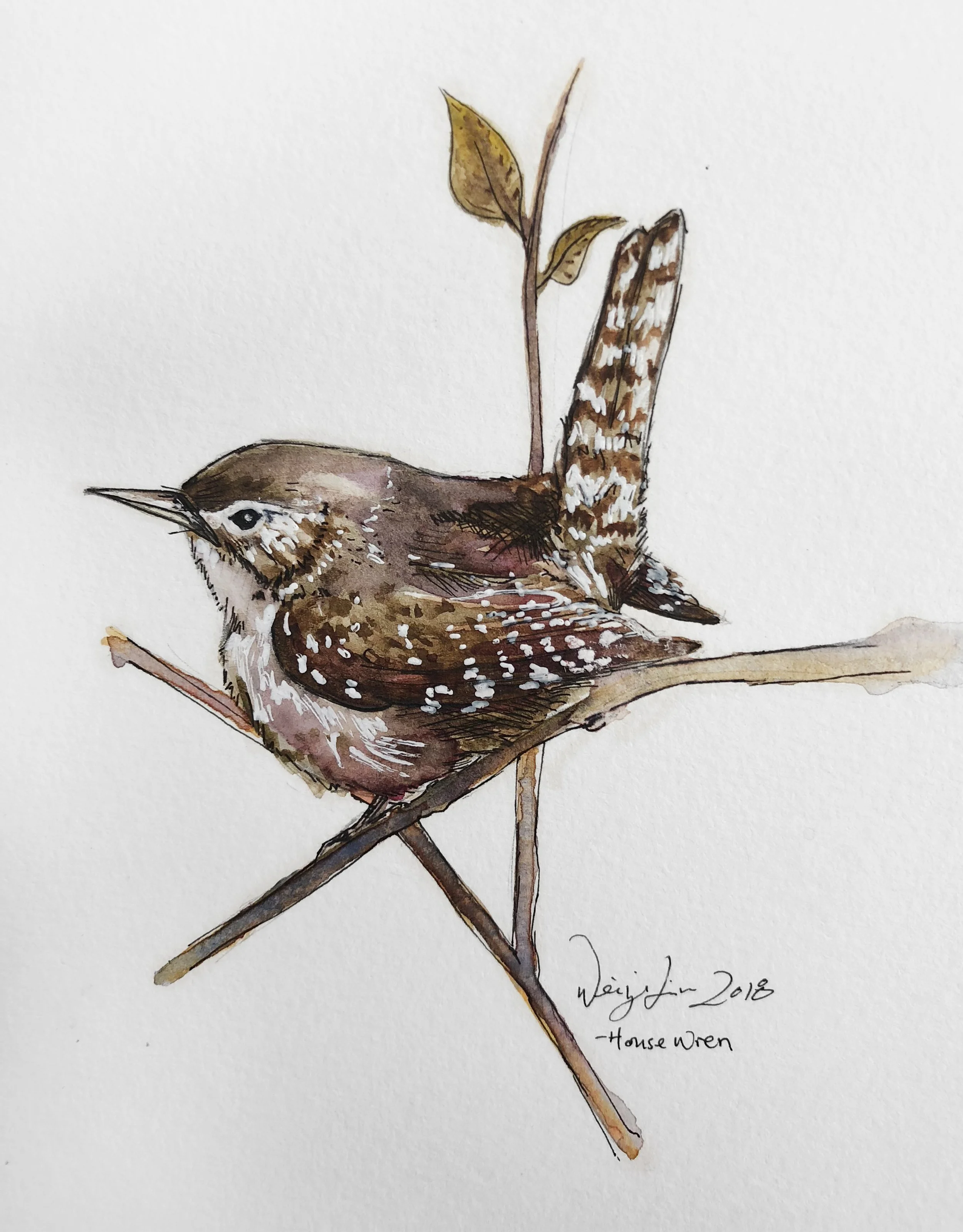 "House wren" 4x6 -sold