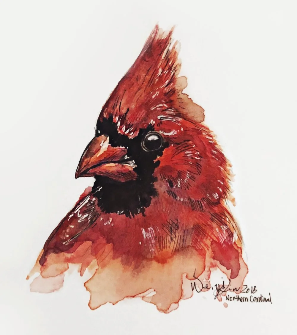 "Northern Cardinal" 5x7 -sold