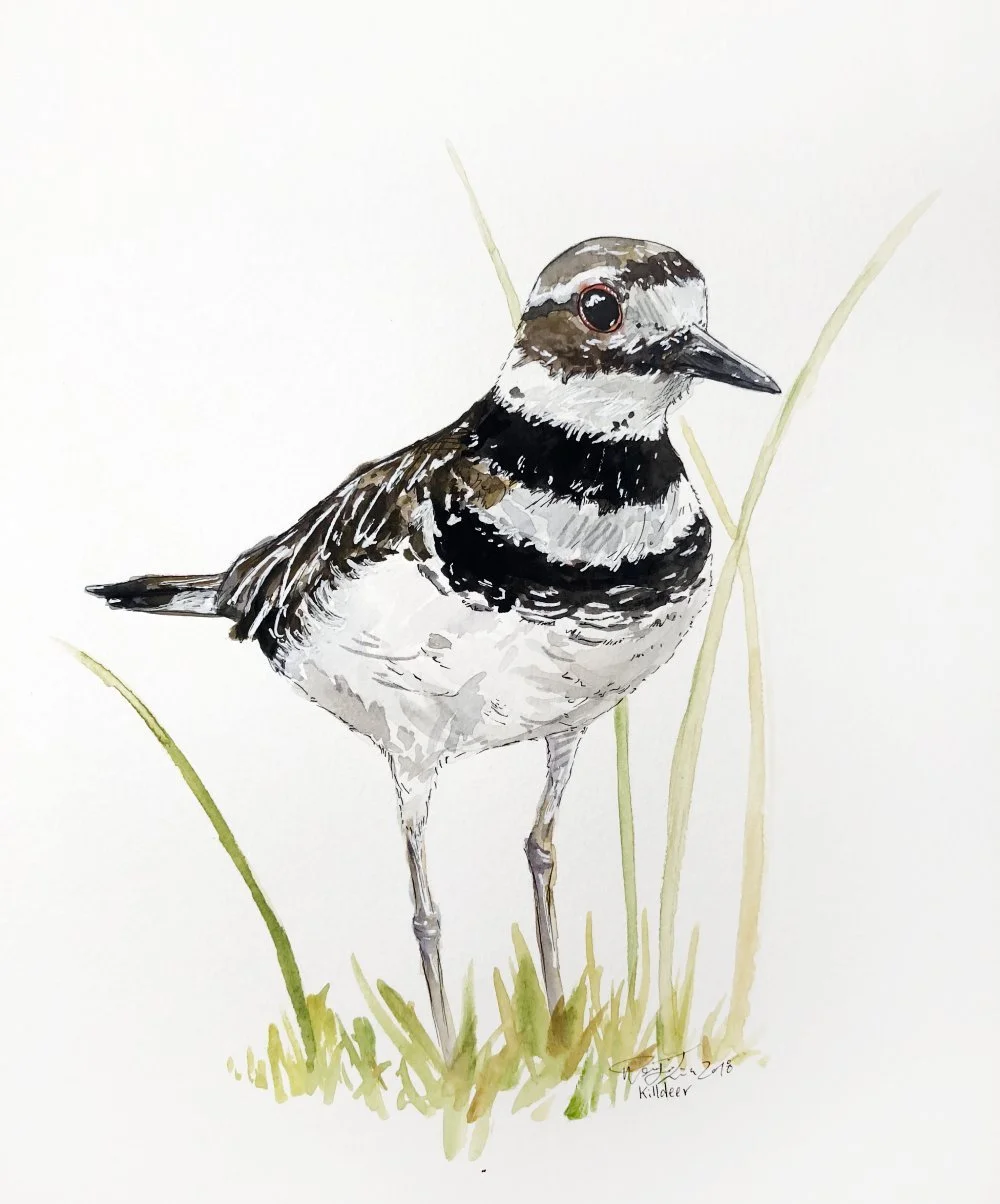 "Killdeer" 9x12 -sold