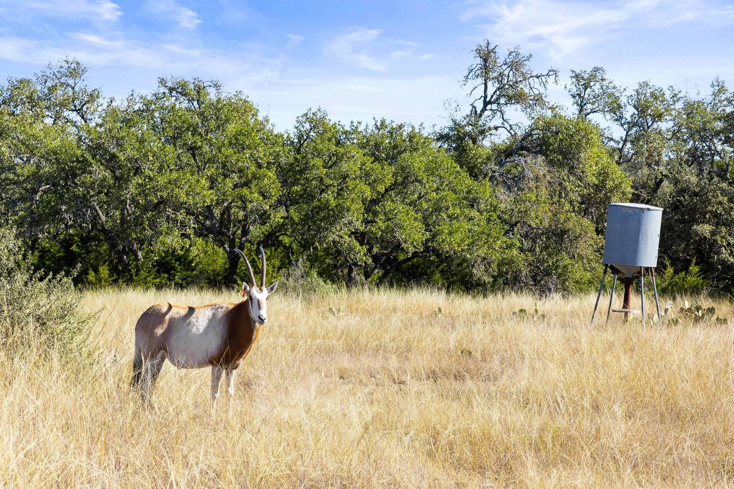 A desert scene with a grazing or standing oryx antelope with long, straight horns, standing in tall yellow grass near a metal water tank, with green trees and a blue sky in the background.