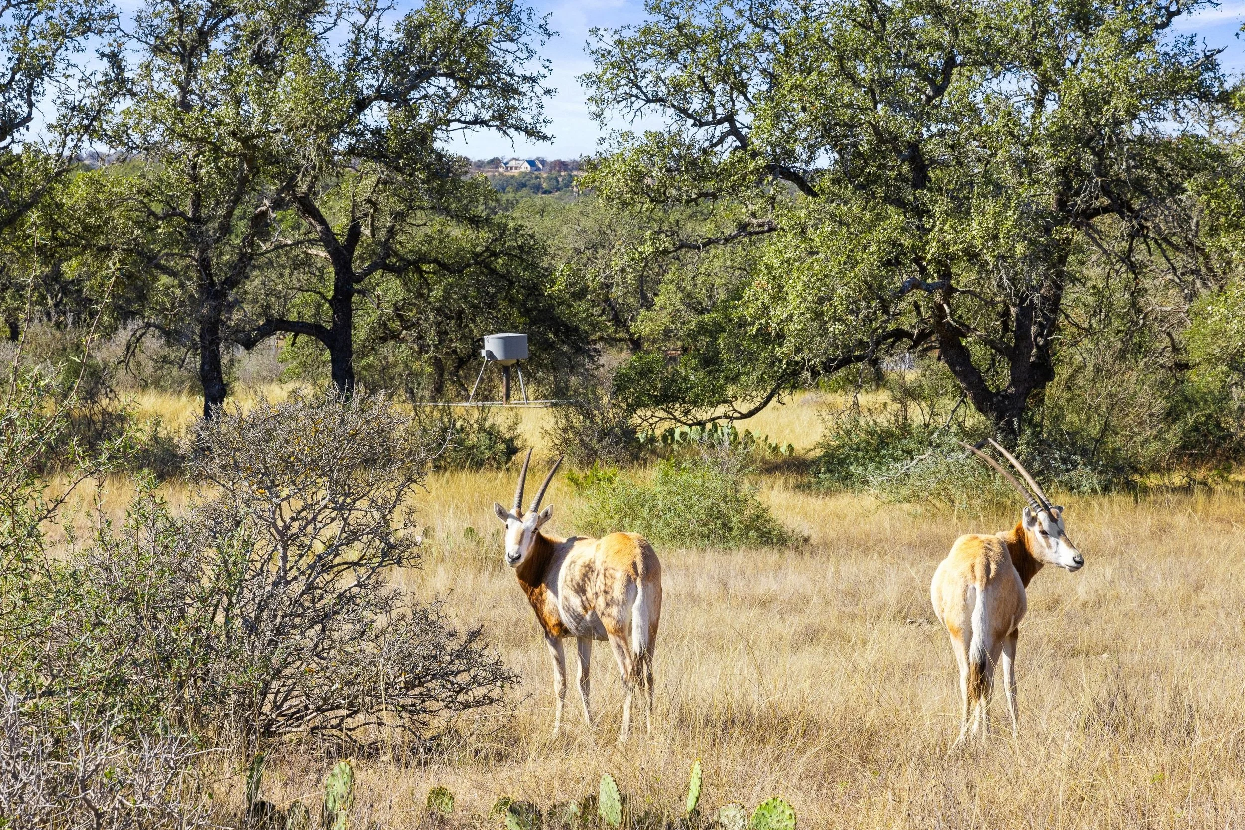 Two oryx standing in a dry grassland with bushes and trees, and a trail camera mounted on a post in the background.