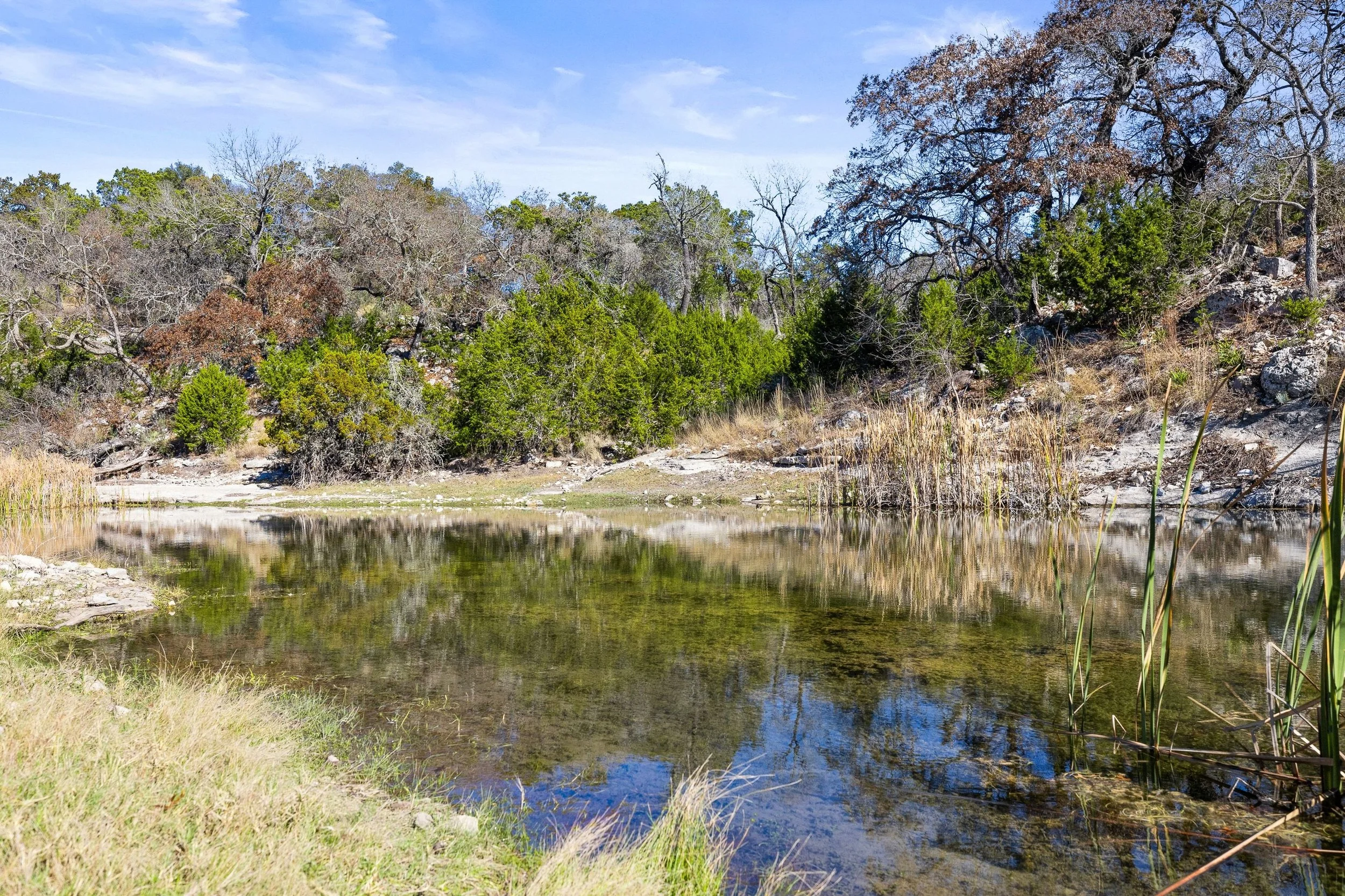 A serene Texas Hill Country pond surrounded by trees, some with leaves and some without, under a clear blue sky. The water reflects the sky and nearby grasses, with reeds growing at the water's edge.