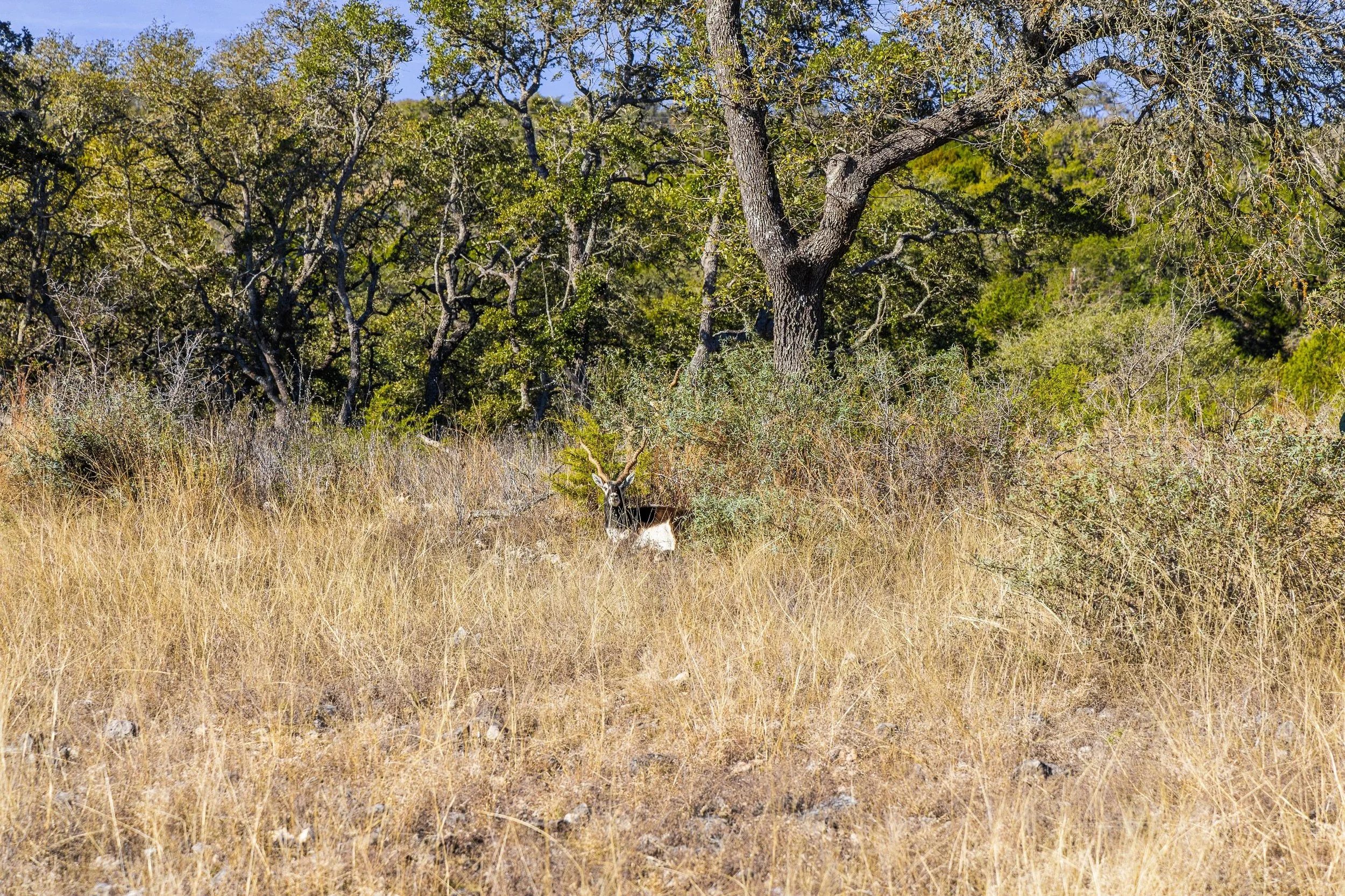 An blackbuck standing in tall dry grass near trees and bushes in a natural outdoor setting.