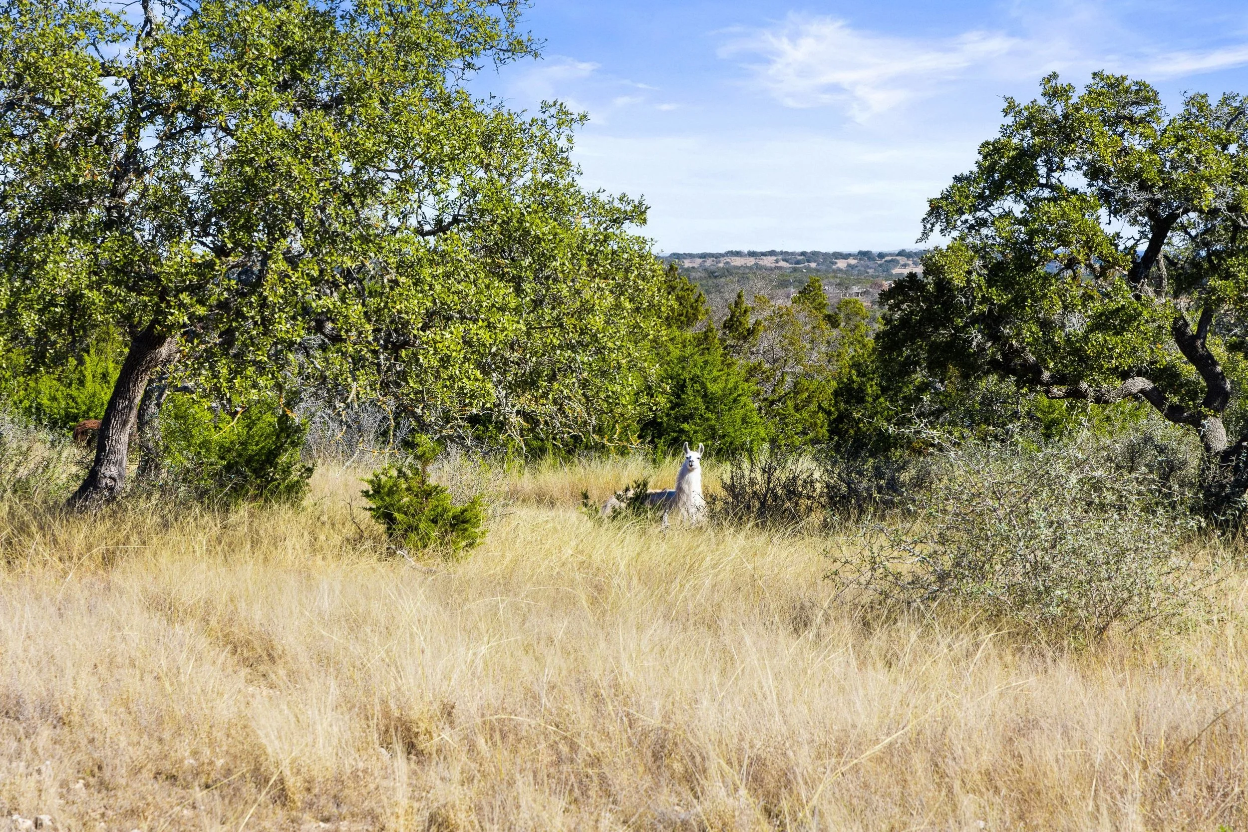 A white llama standing in tall yellowish grass between green trees under a clear blue sky.