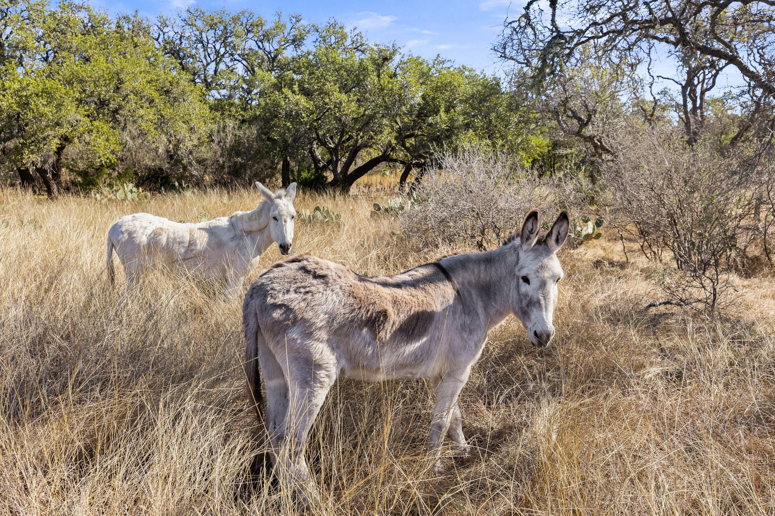 Two donkeys standing in a dry, grassy field with trees and a blue sky in the background.