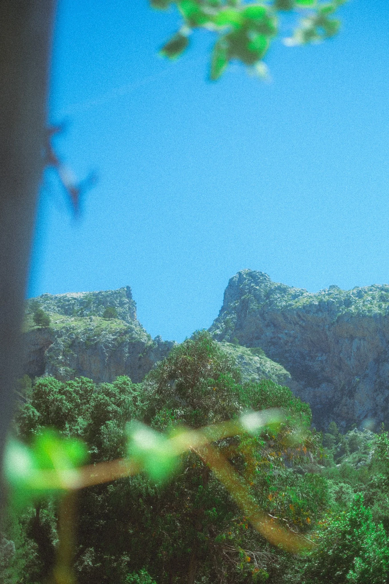 Mallorca (lav oppl.) - 00013.jpg