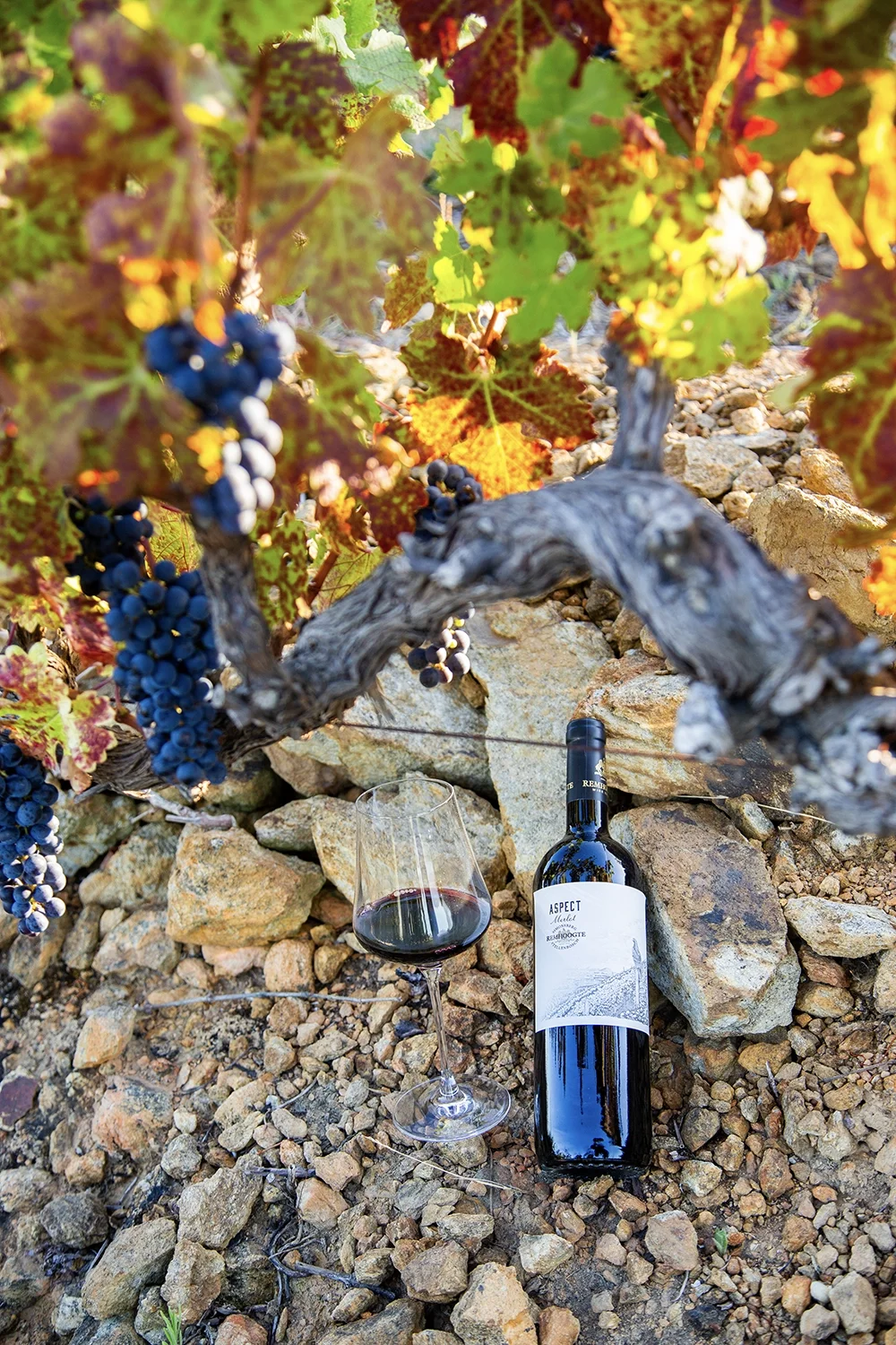 Vineyard-text-3-1-copy.webp