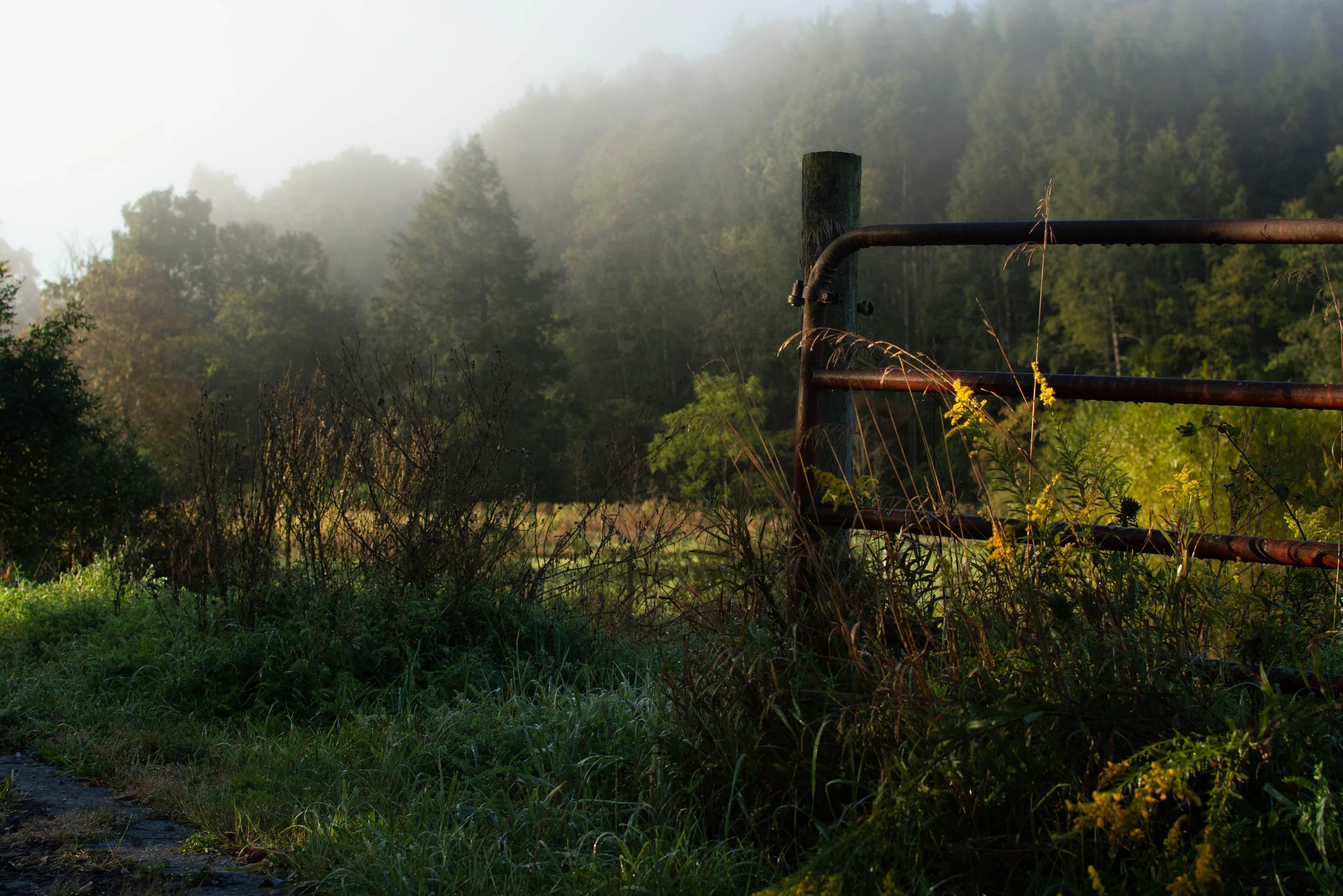 Rusty metal gate overgrown with yellow and green plants, next to a foggy forested landscape.