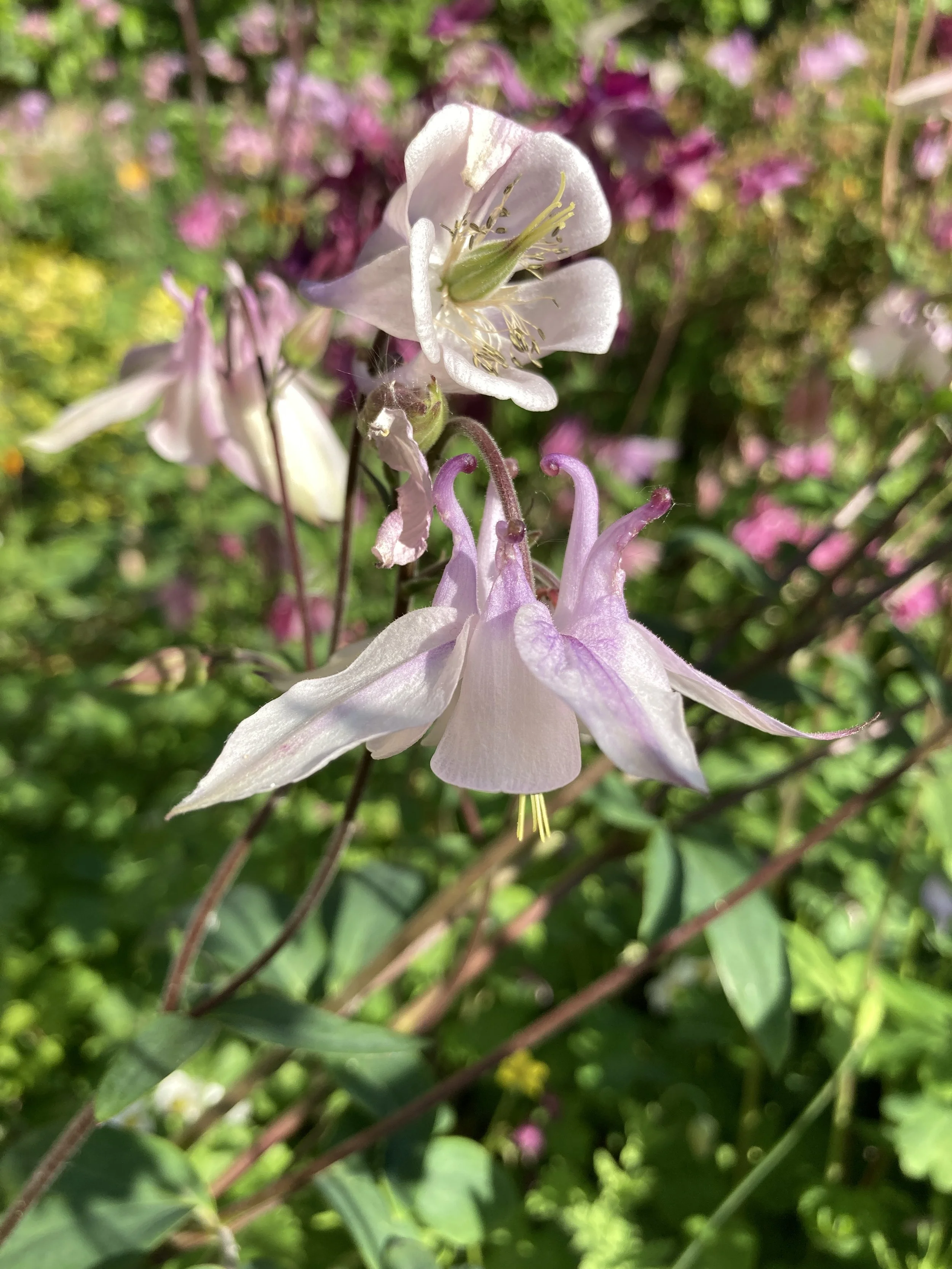 Garden - Aquiliga.JPG