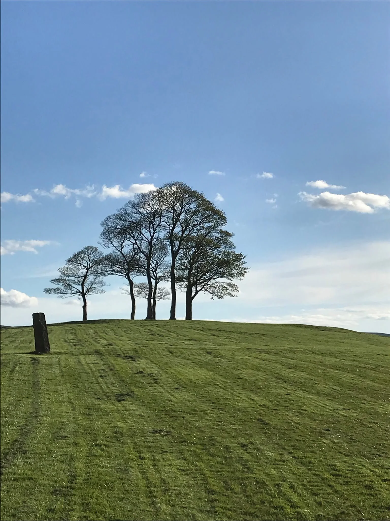 Trees on the hill.jpg