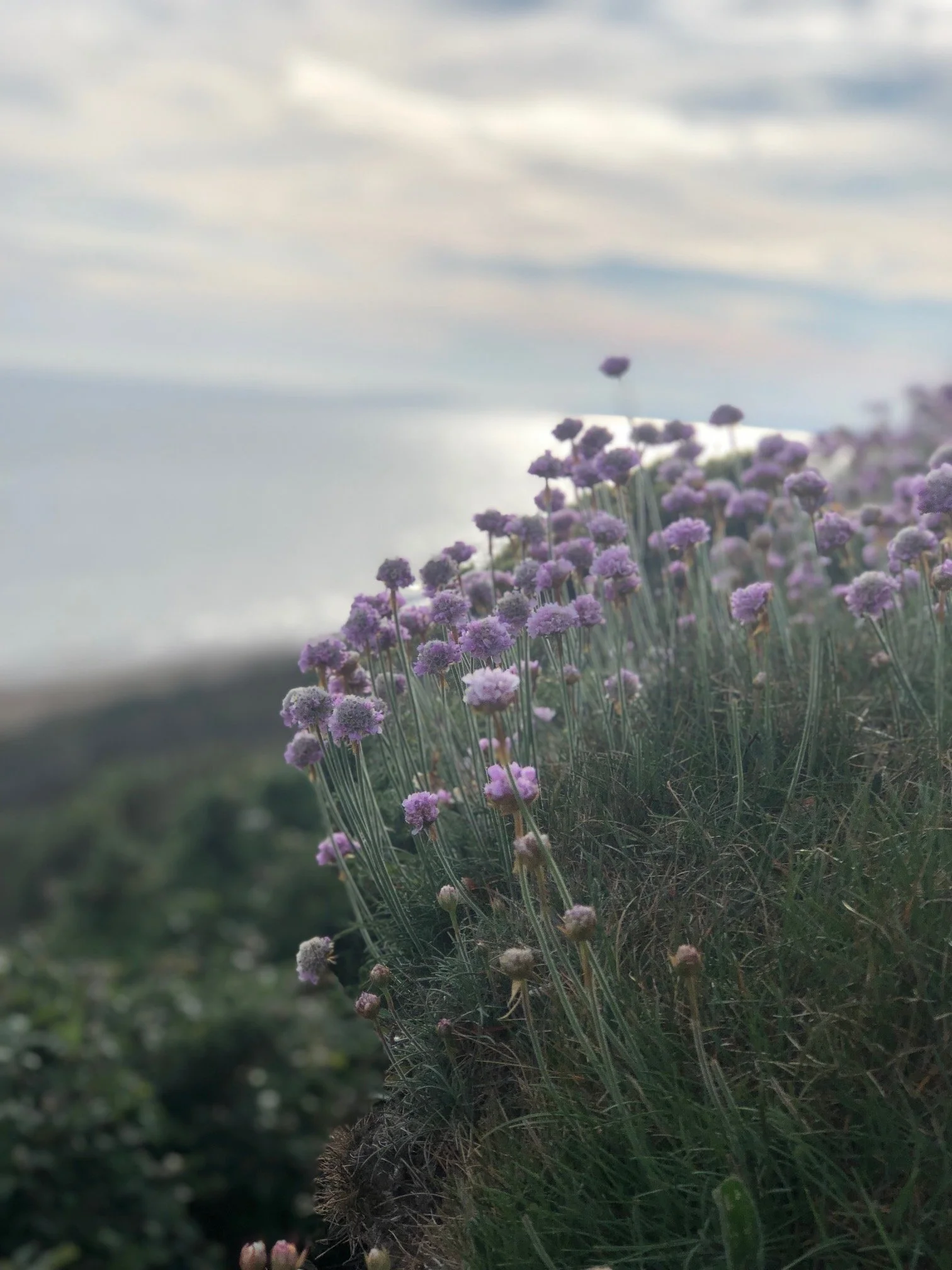 Purple wildflowers on a hillside overlooking a body of water with a cloudy sky in the background.
