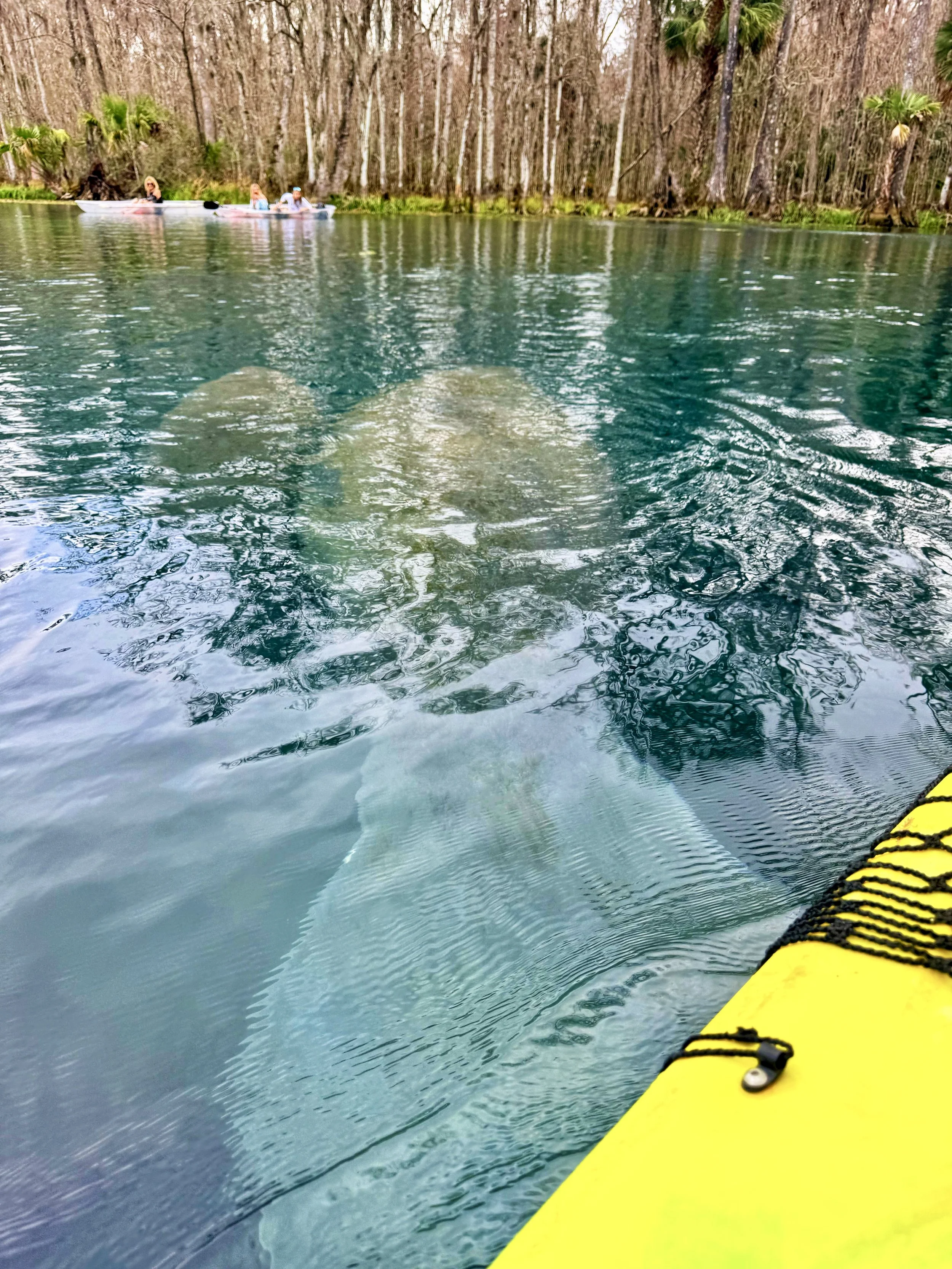 Mom and baby manatee in Silver Springs