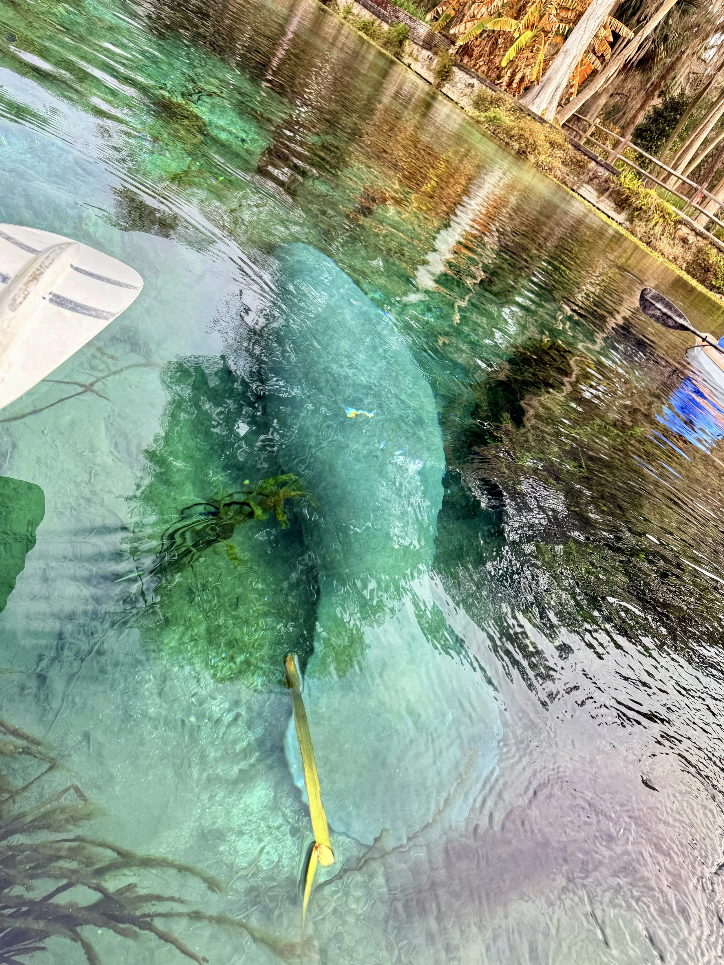 Manatee in Silver Springs