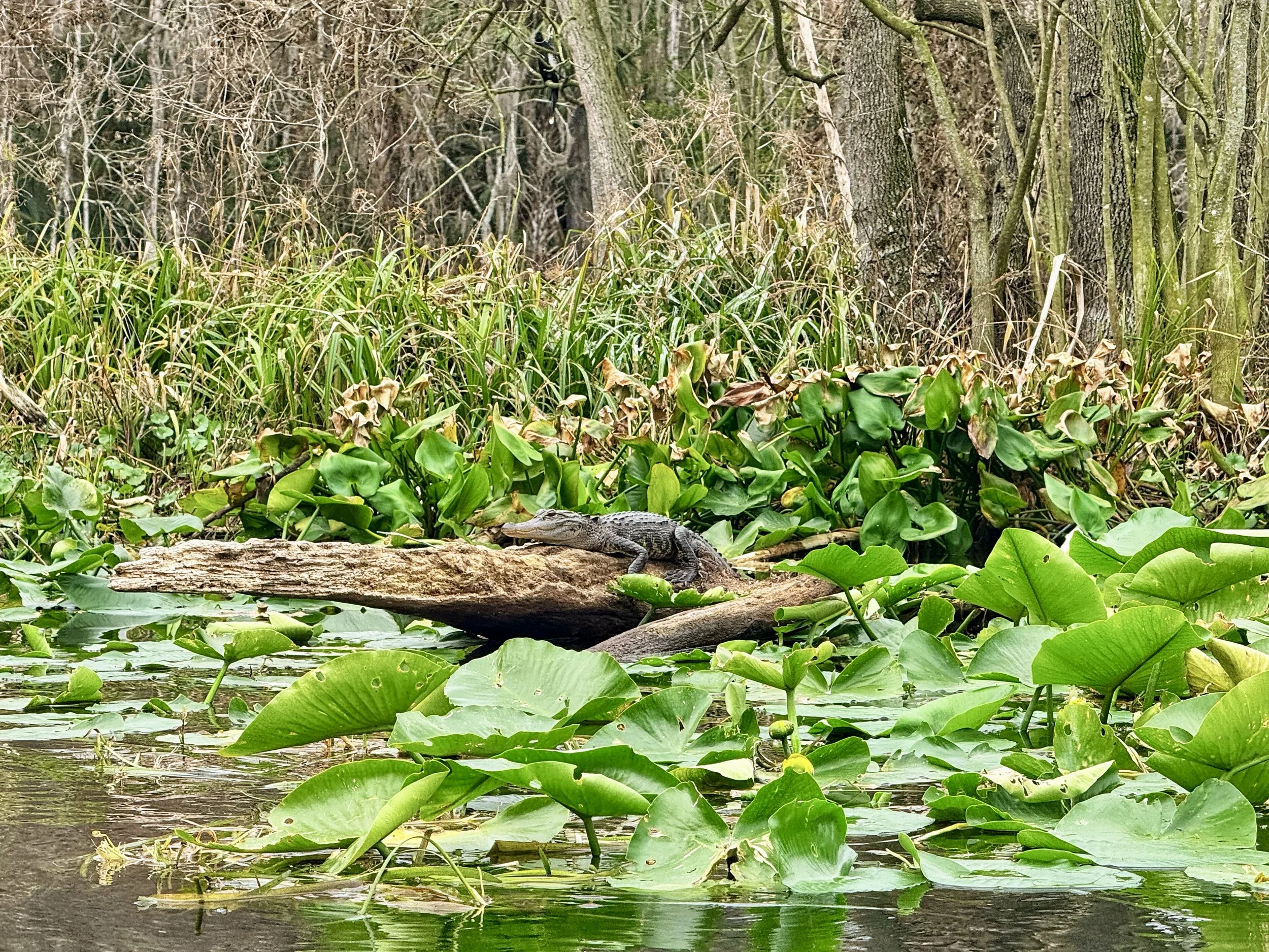 Baby alligator sunning at Silver Springs