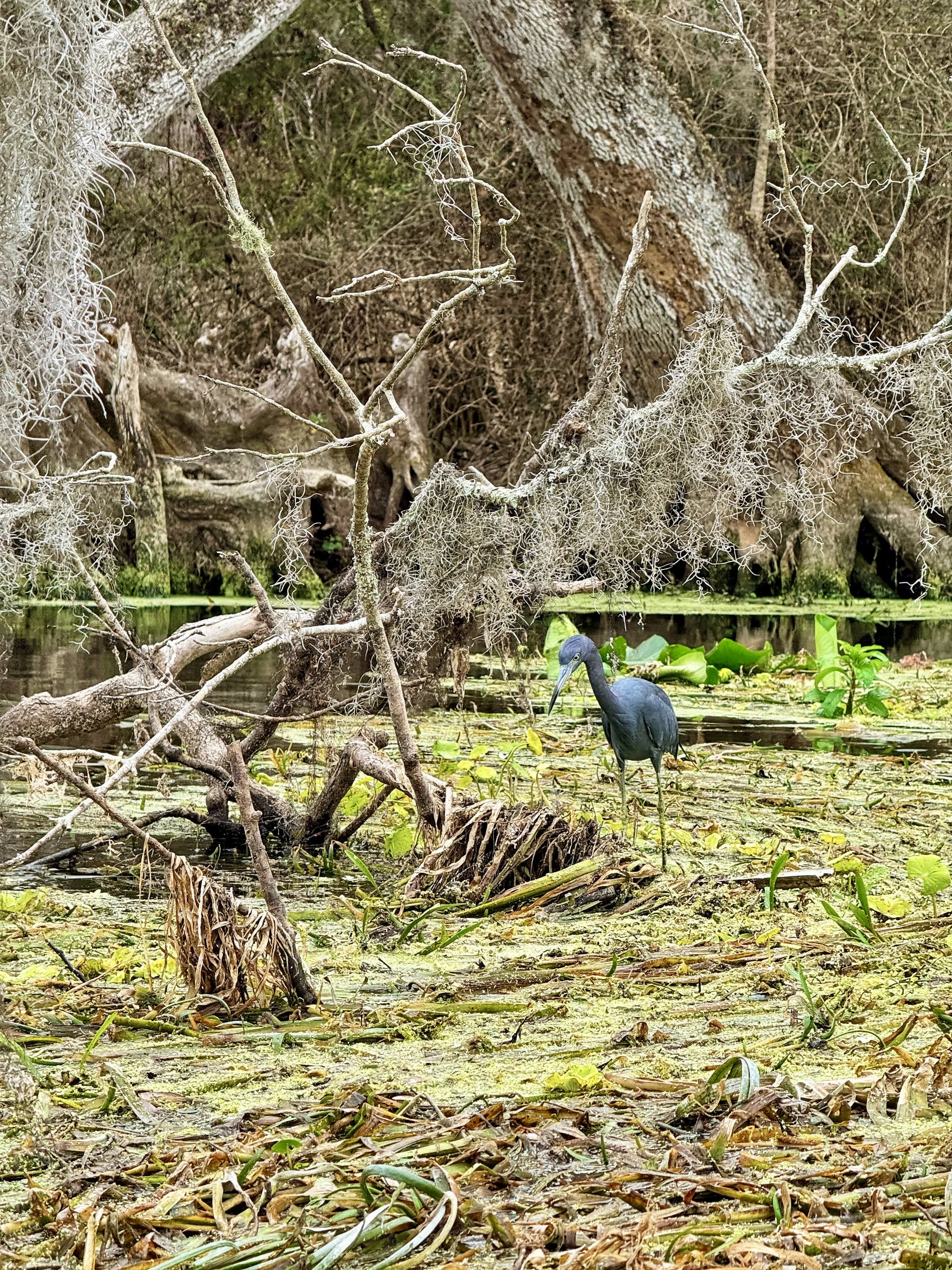 Lots of birds at Silver Springs!