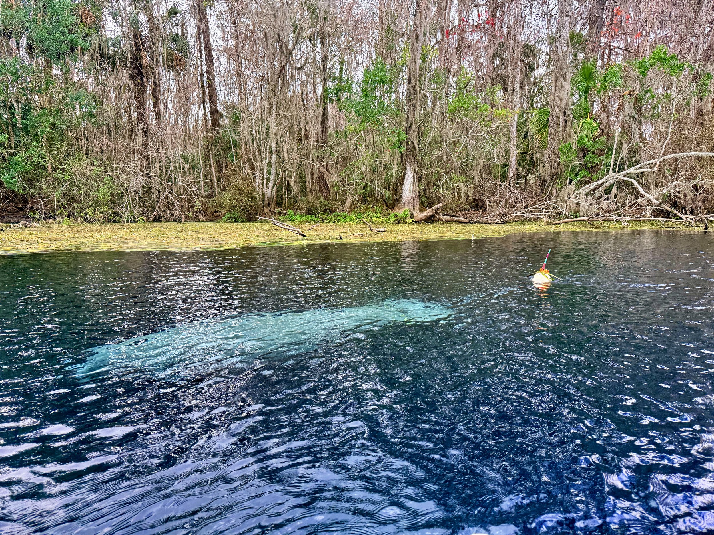Not sure why this manatee has a special buoy attached to it but it was easy to find!