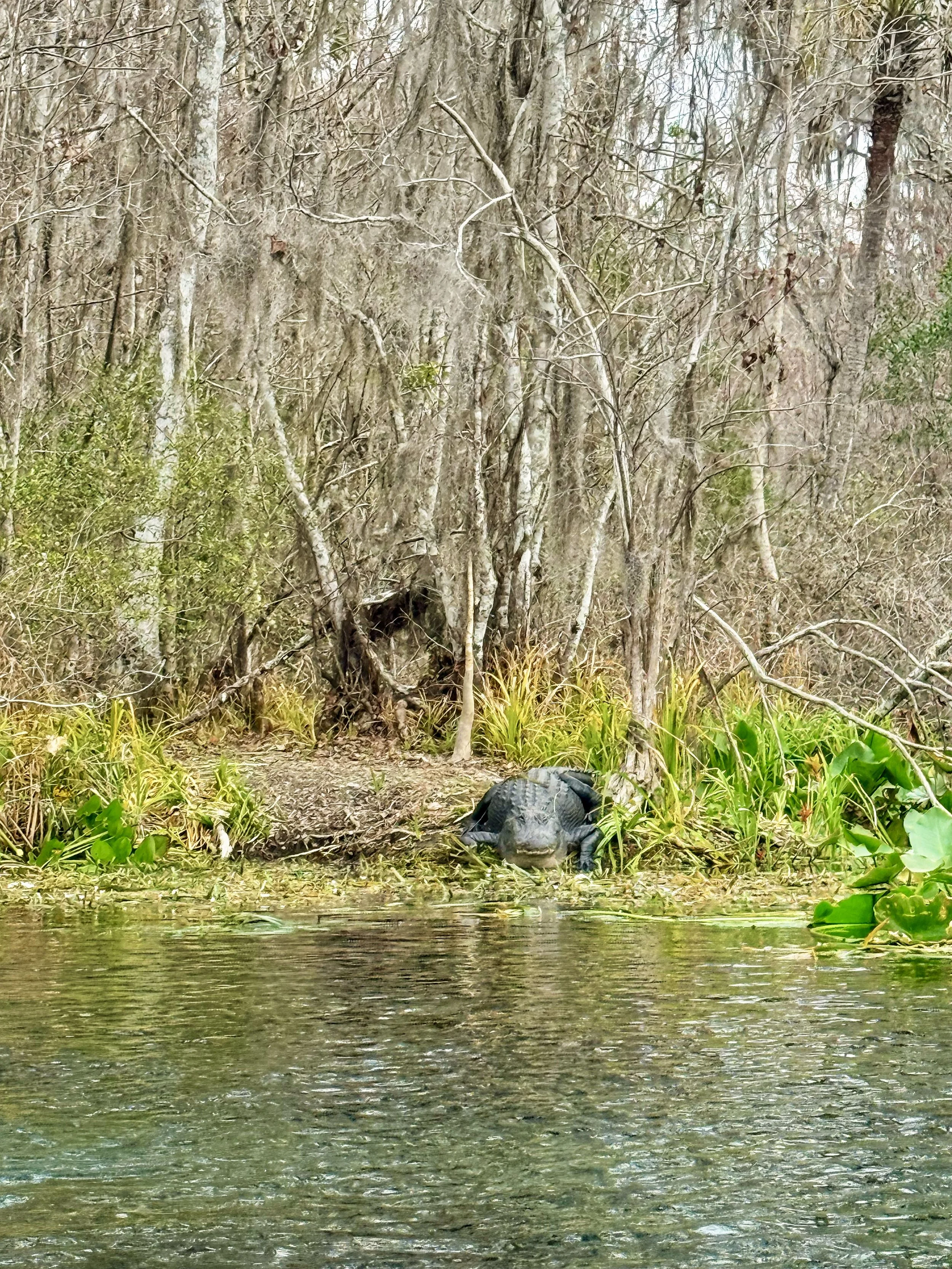 One of the bigger alligators spotted at Silver Springs