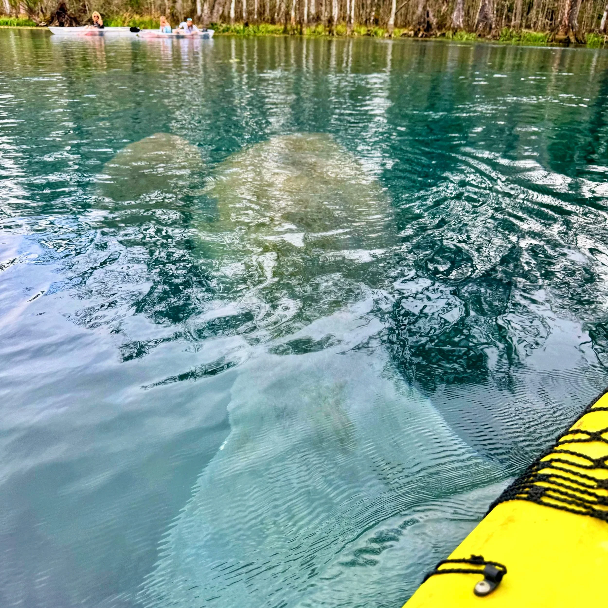 Central Florida Gems! Kayaking with the Manatees and Equestrian Ranches