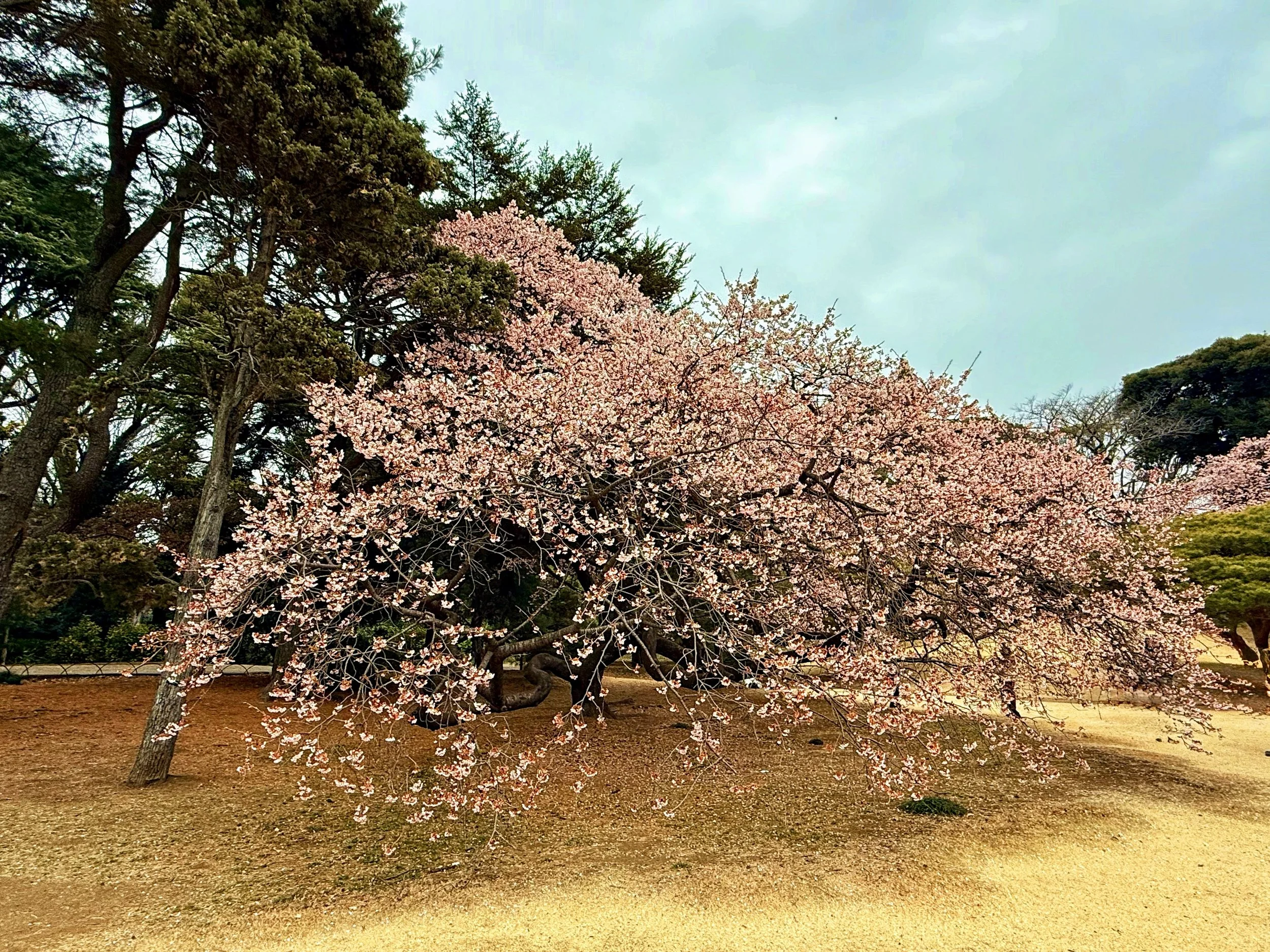 Winter Quietude in Tokyo: Shinjuku Gyoen National Garden