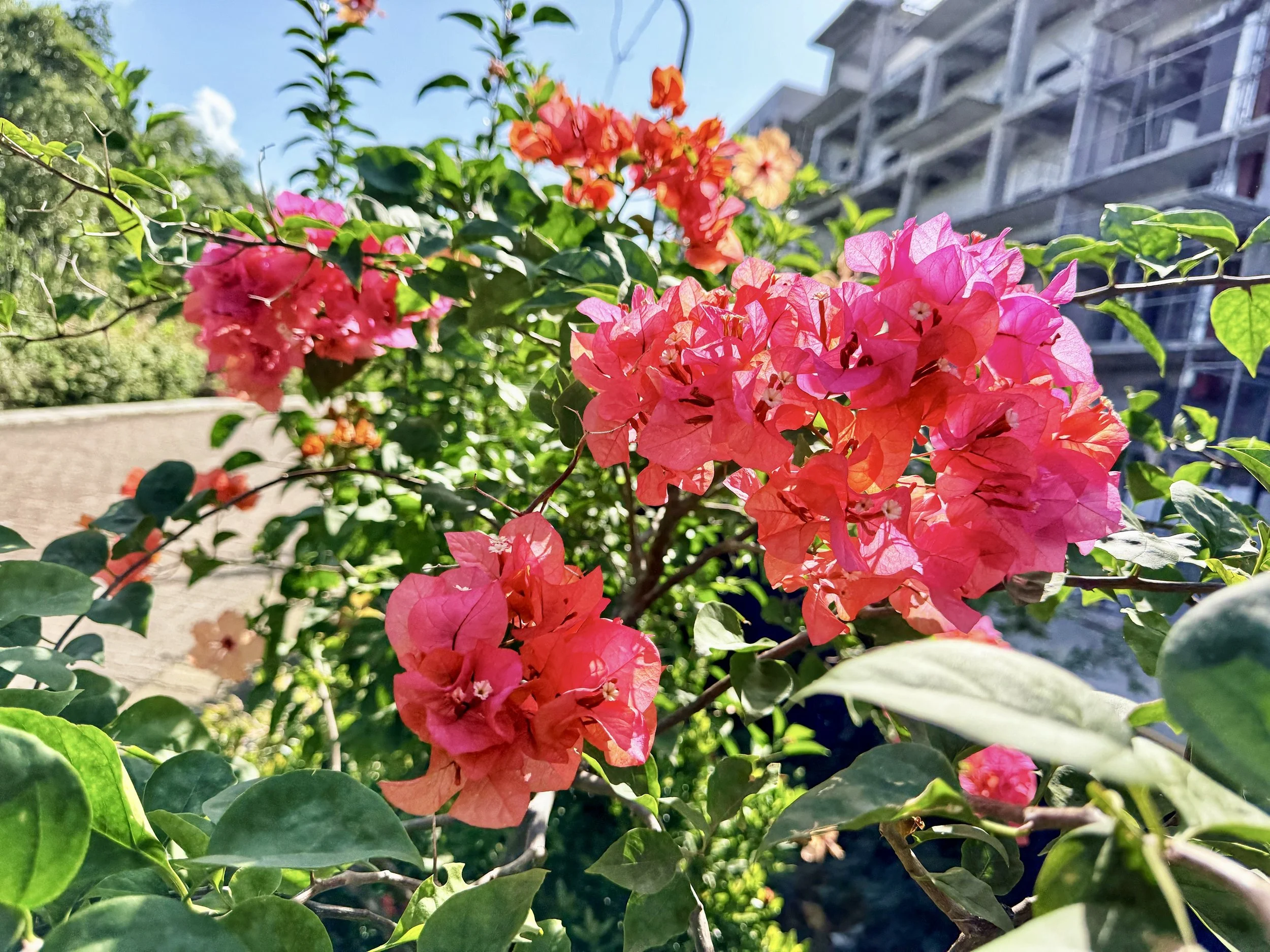 IMG_6572.JPEG