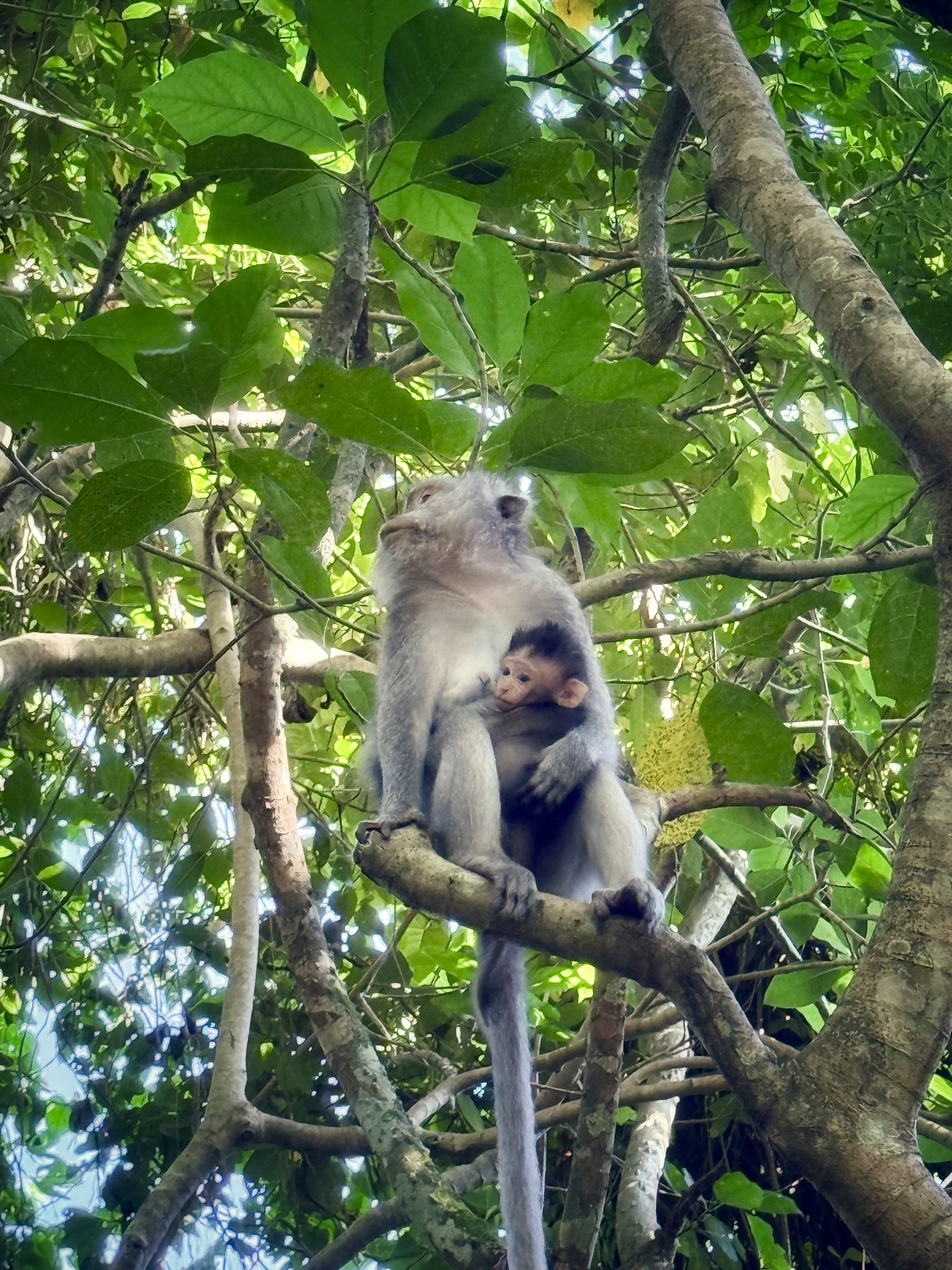 Ubud’s Green Lung: A Walk Through the Sacred Monkey Forest