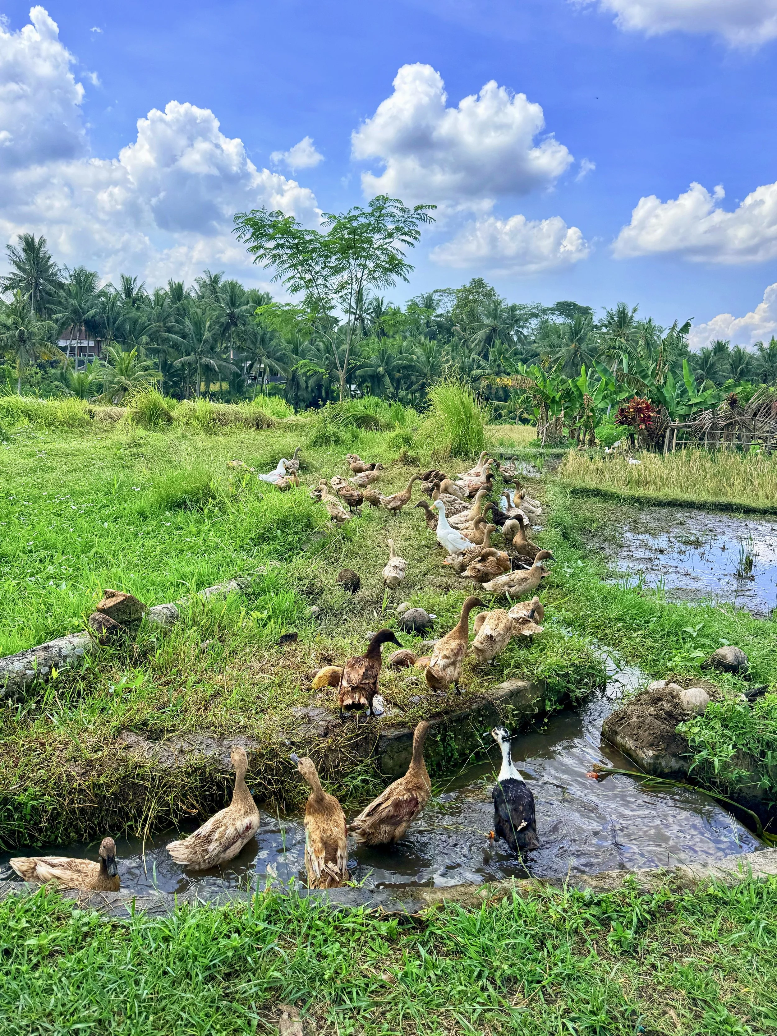 Ubud: Past Its Prime or Still Sublime?