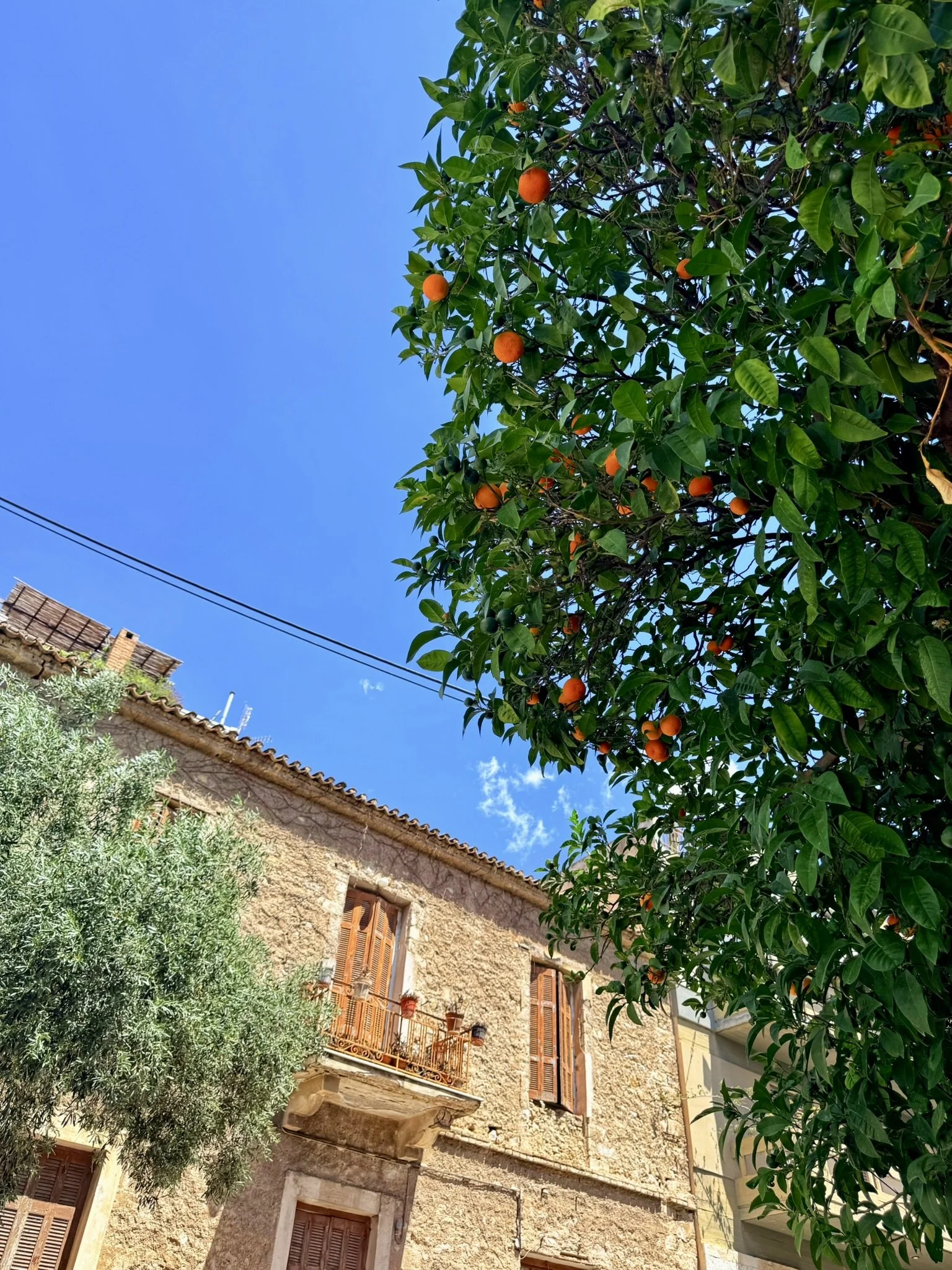 Orange trees everywhere!