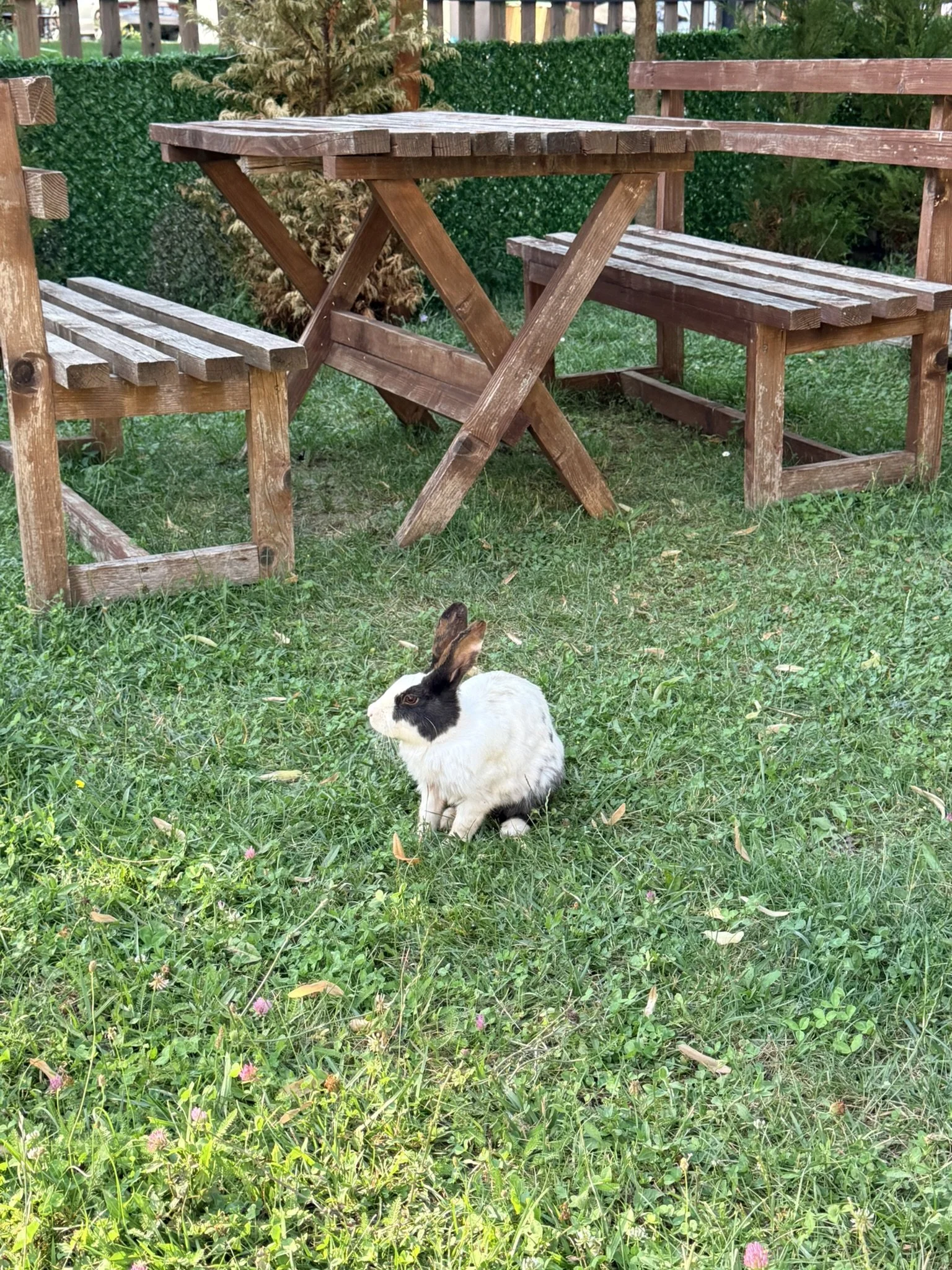 IMG_0740.JPEG