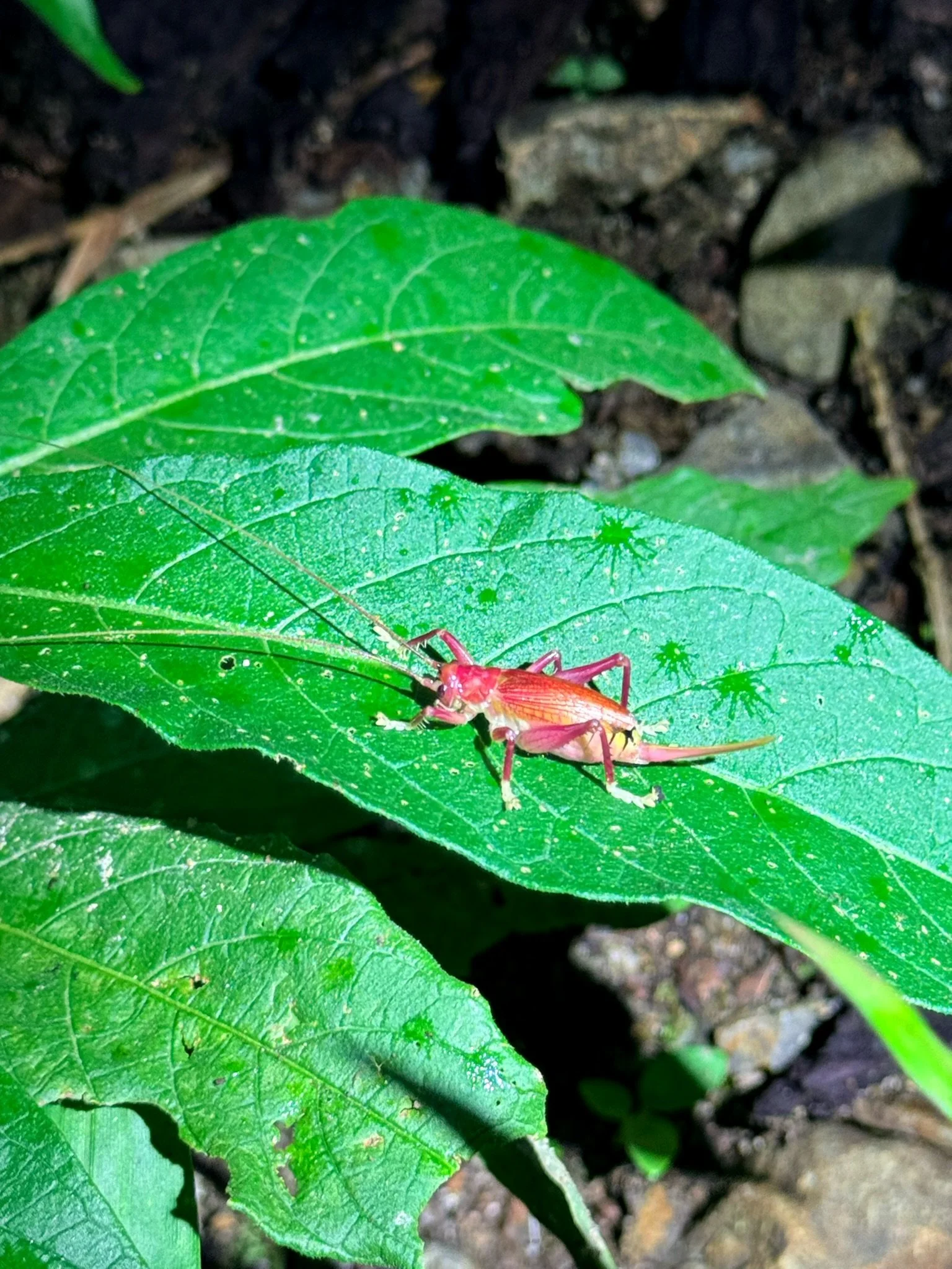 Red cricket