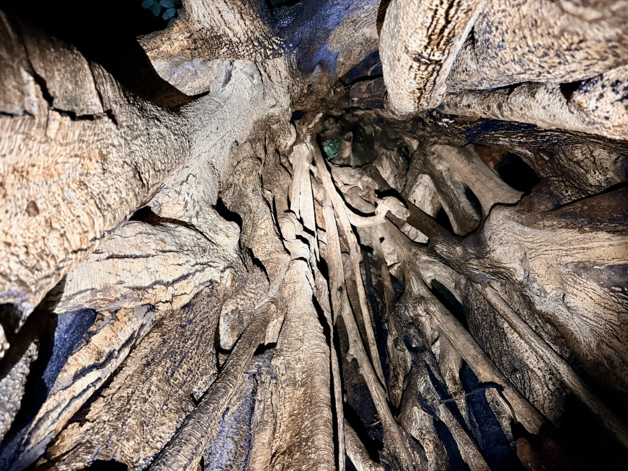 Inside the ficus tree