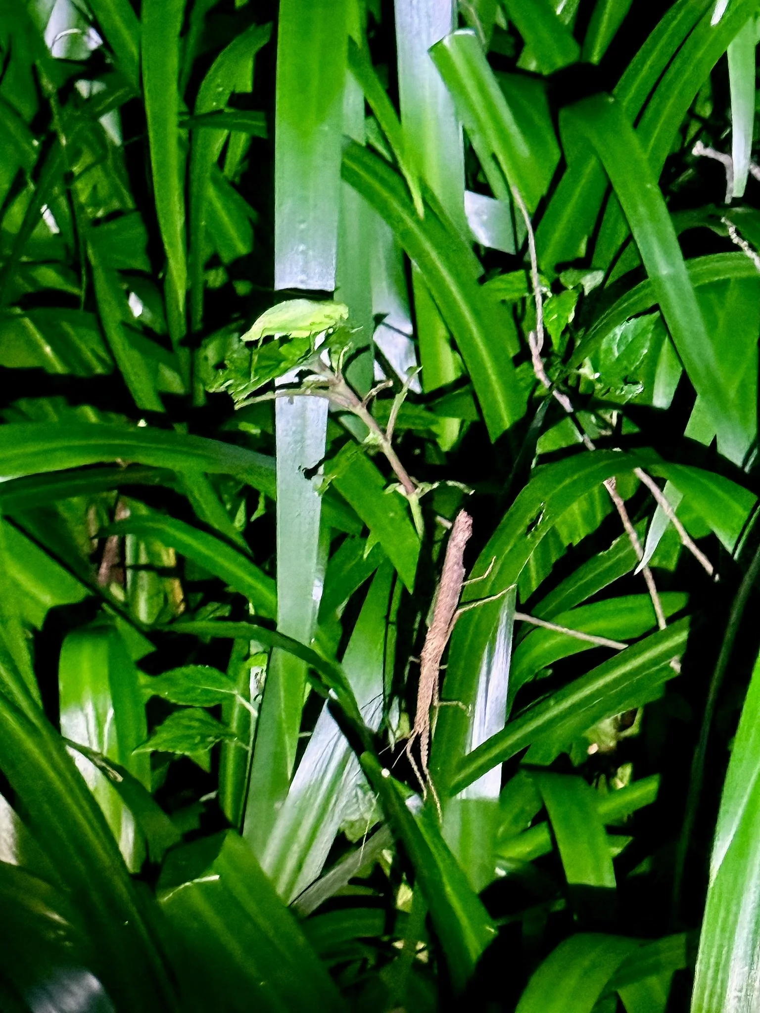 Insects camouflaged as a leaf and twig