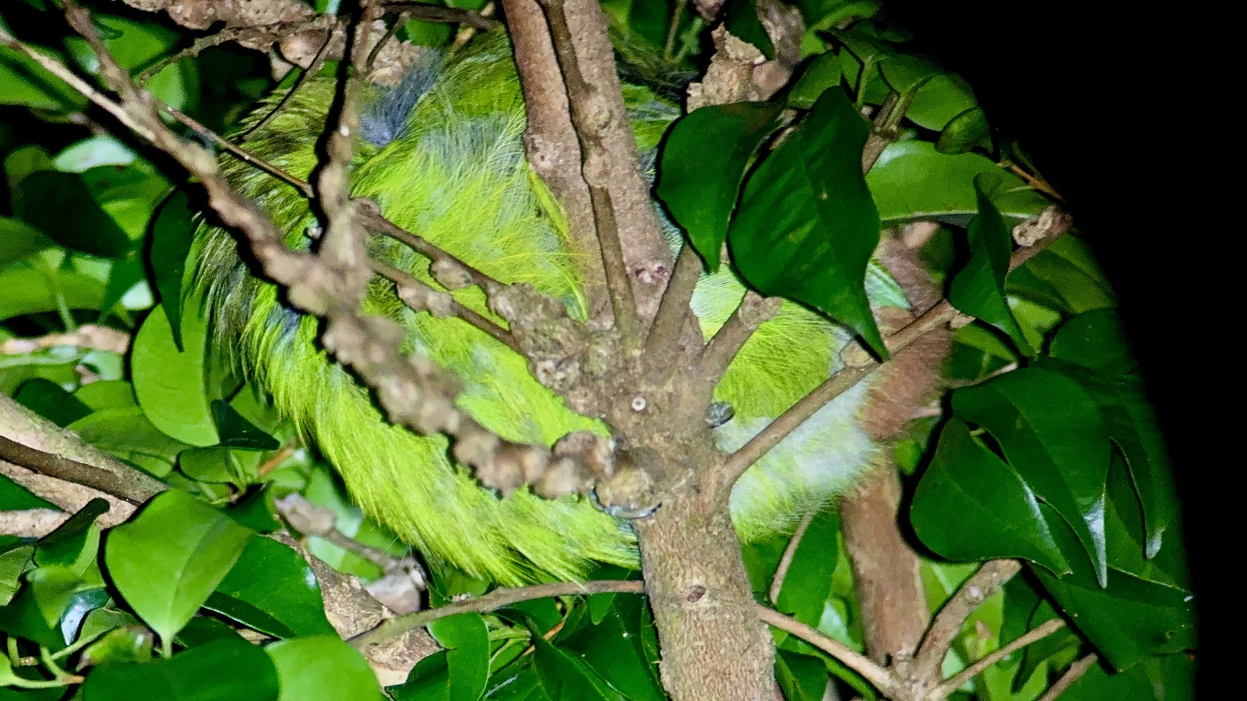 Sleeping toucan