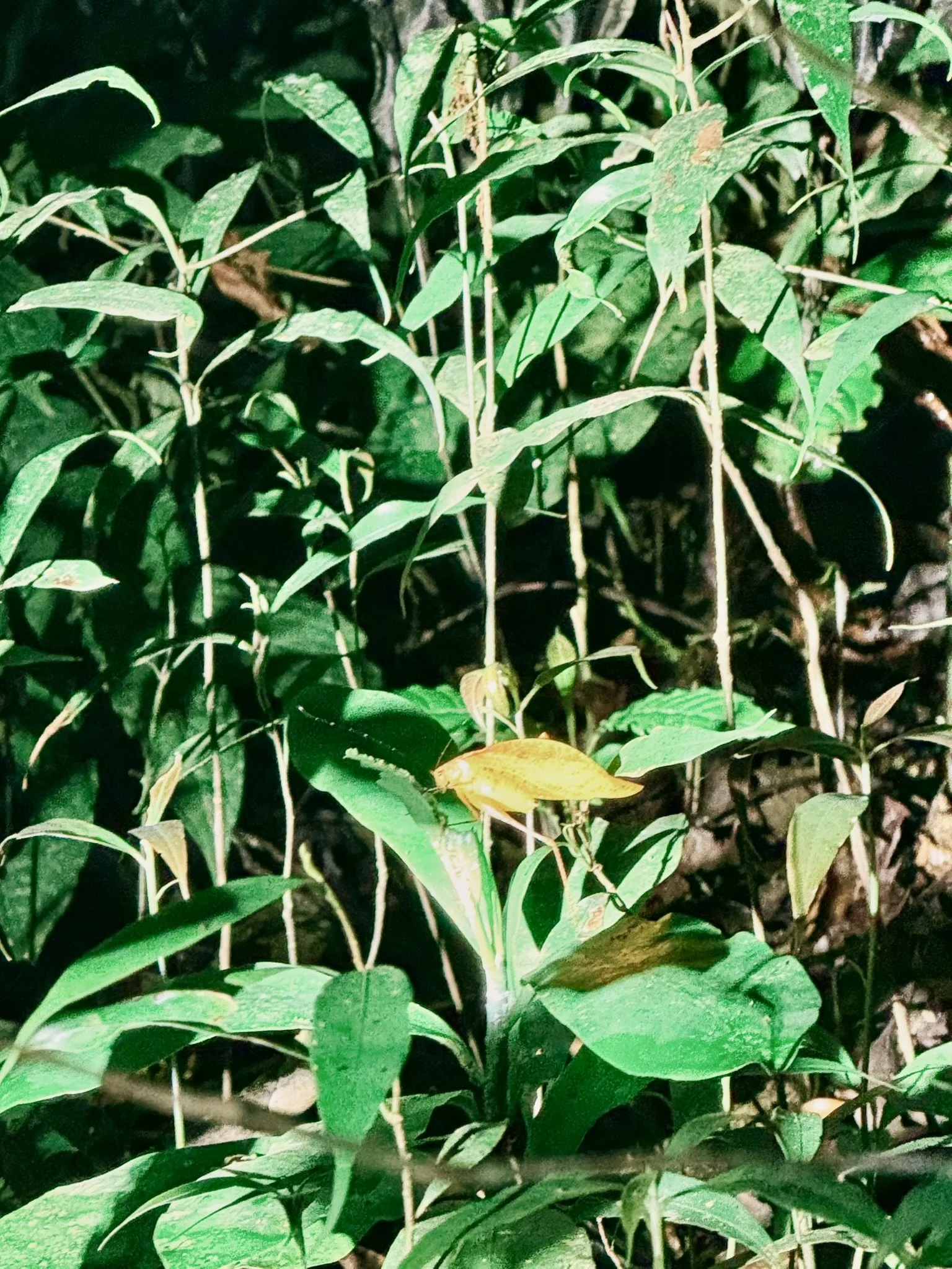 Leaf insect