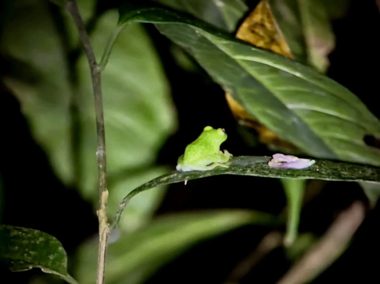 Green frog