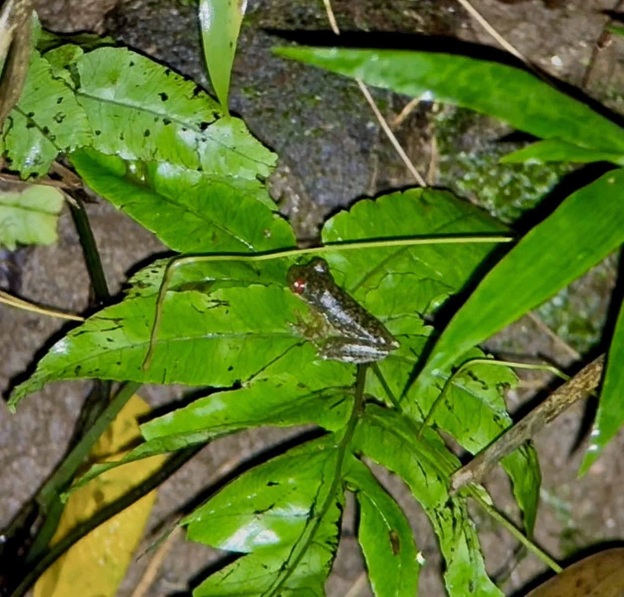 Frog