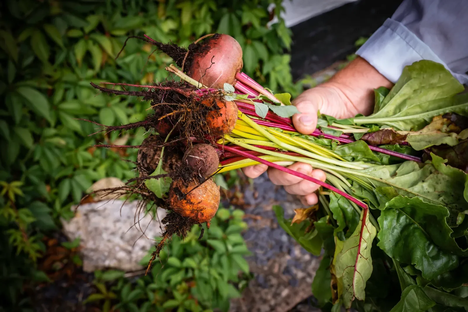 Can Beets Really Help with Depression? Exploring the Natural Antidepressant Effect of this Colorful Vegetable