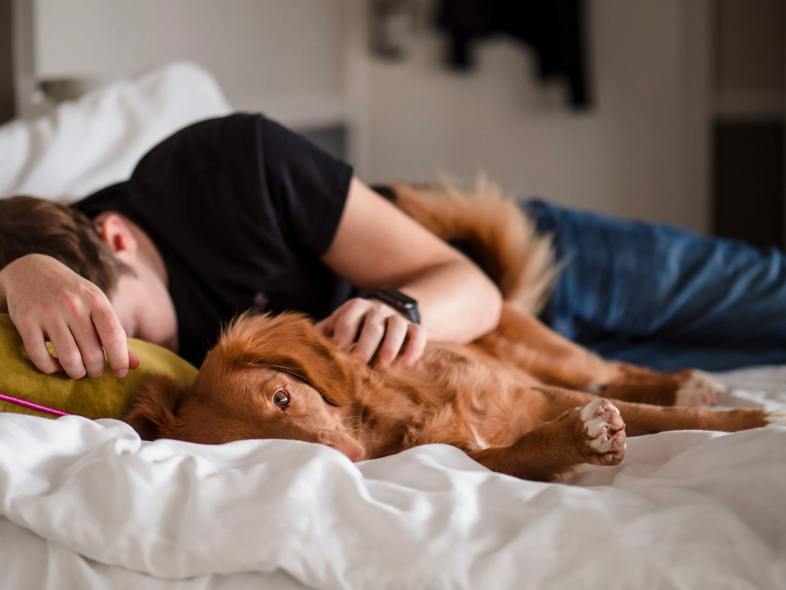 A person sleeping on a bed with a brown dog resting beside them. The person is lying on their side with their face down, wearing a black shirt and blue jeans, while the dog is lying stretched out on its side on the bed.
