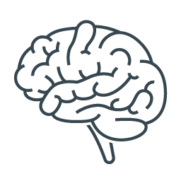 Line drawing of a human brain.