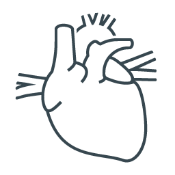 Stylized line drawing of a human heart with veins and arteries