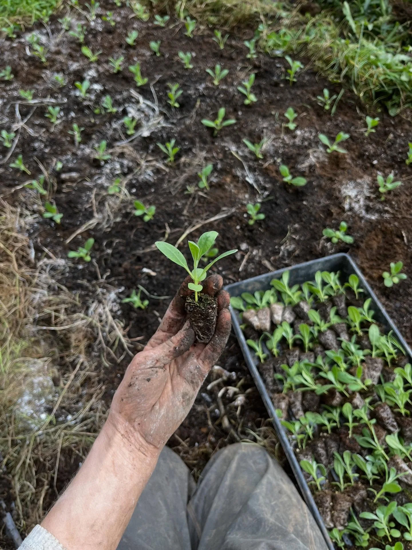 Been busy this fall planting, painting and riding. Trying to get everything transitioned into its winter resting state before the holiday wreath making madness begins.