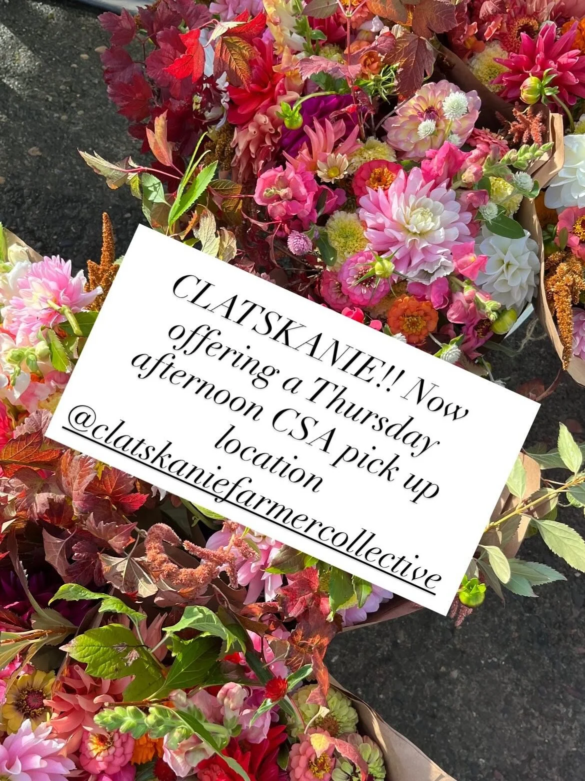 ✨Now offering a Clatskanie pick up location as well for our CSA! ✨ Pick up will begin Thursday afternoons @clatskaniefarmercollective ~ Get yourself or your sweetie a Valentine&rsquo;s Day flower subscription gift! Thanks everyone!