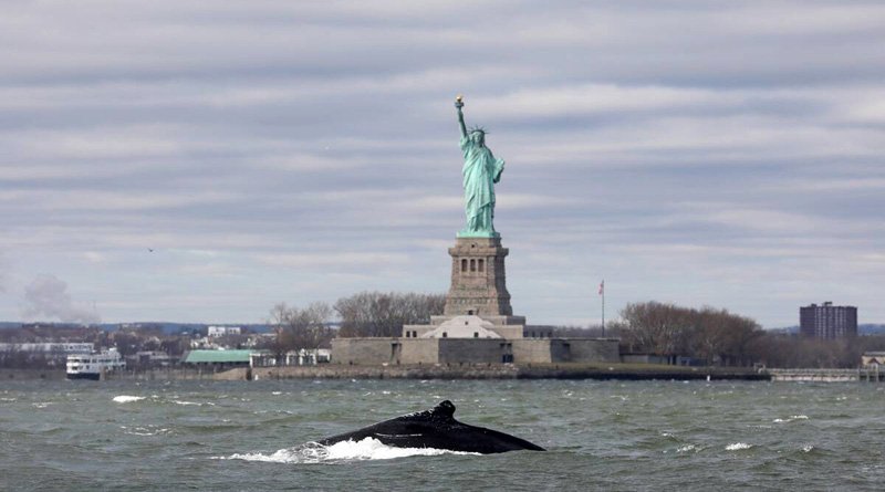 A humpback whale surfaces near the Statue of Liberty in this photo taken from a boat on New York Harbor. (Source: Bjoern Kils via Reuters)
