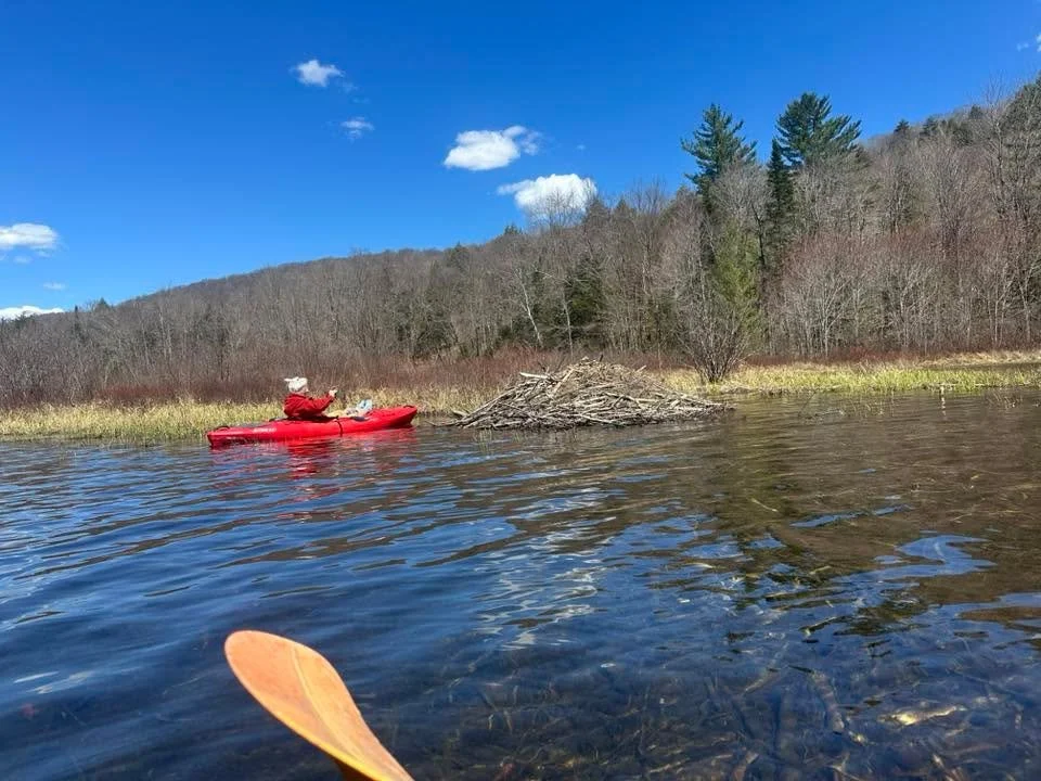 First time out kayaking,this spring, ran into a little beaver activity. Haven&rsquo;t seen the beaver &ldquo;slap tail&rdquo; warning in quite a while. Here are two videos - for the second one, wait for the end for the slap. Wishing I had thought to 
