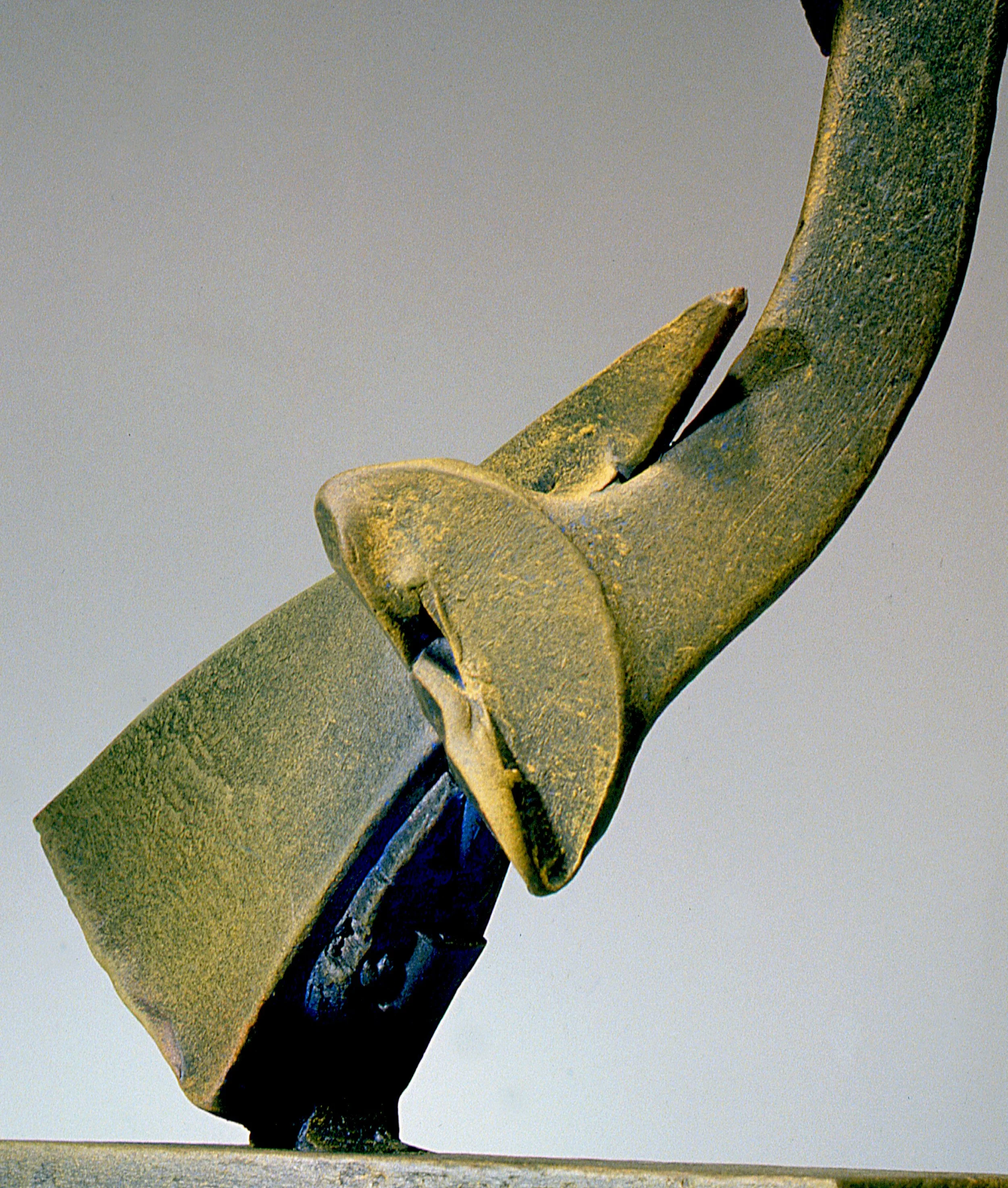 S-99-15 Fuscus Velum DET_120scan.jpg