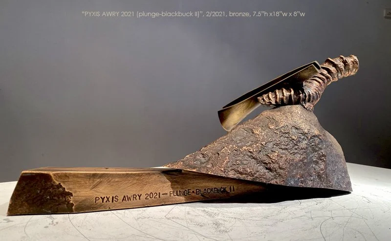 Pyxis Awry 2021 (Plunge-Blackbuck II)  (T-21-12)