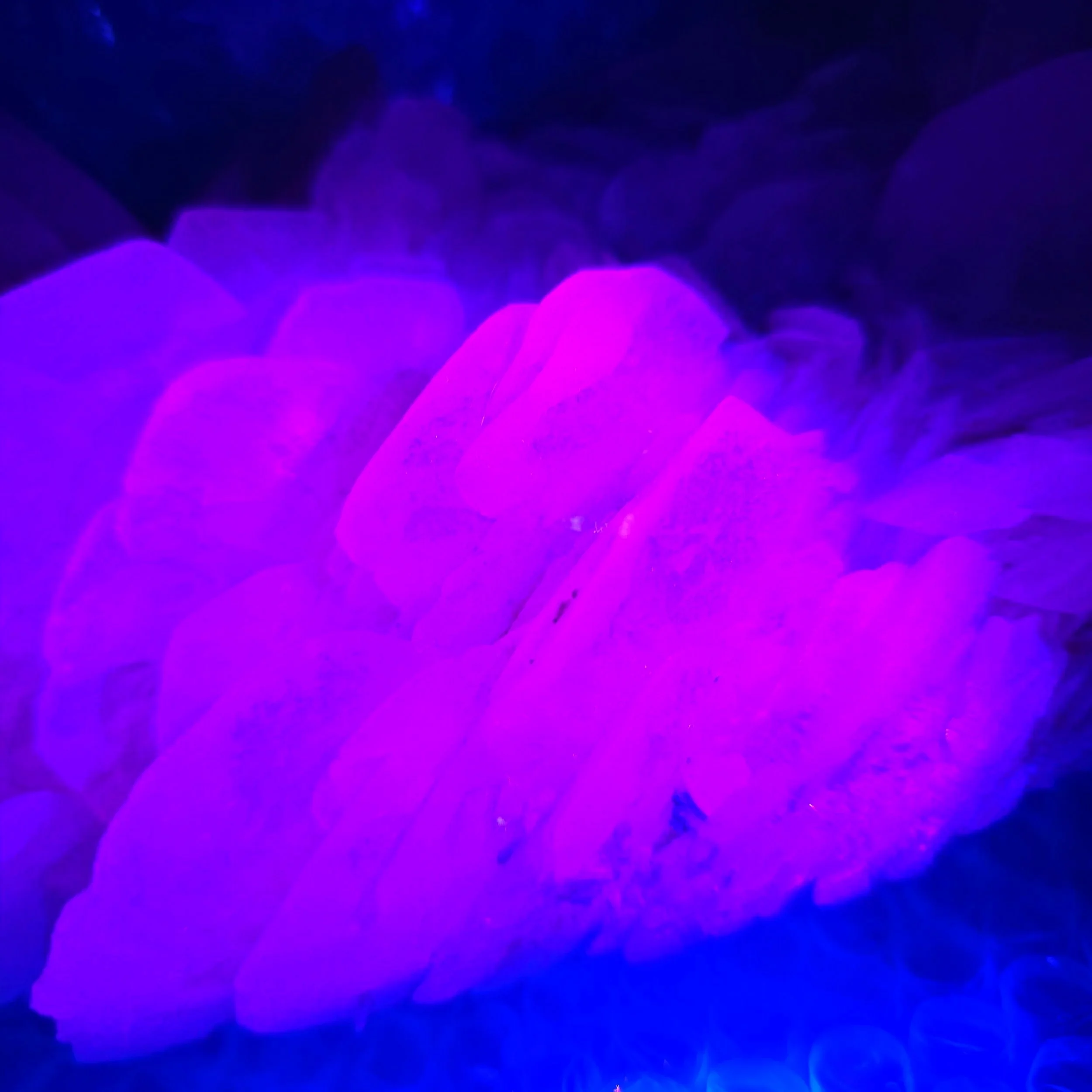 mangano petal calcite.jpg